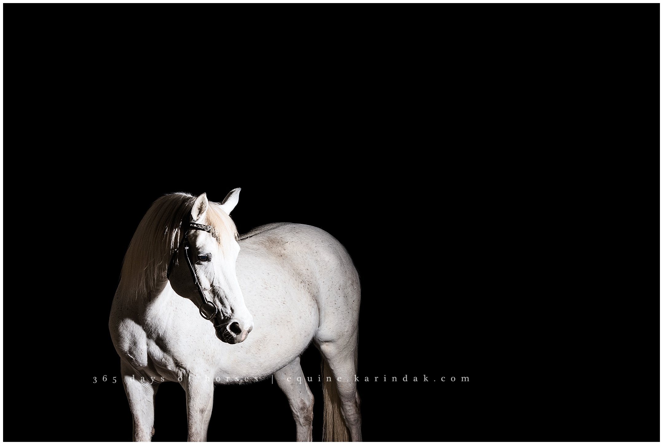 Lexington Kentucky Equine Photographer | Karinda K Texas Equine Photography | equine.test.karindak.com