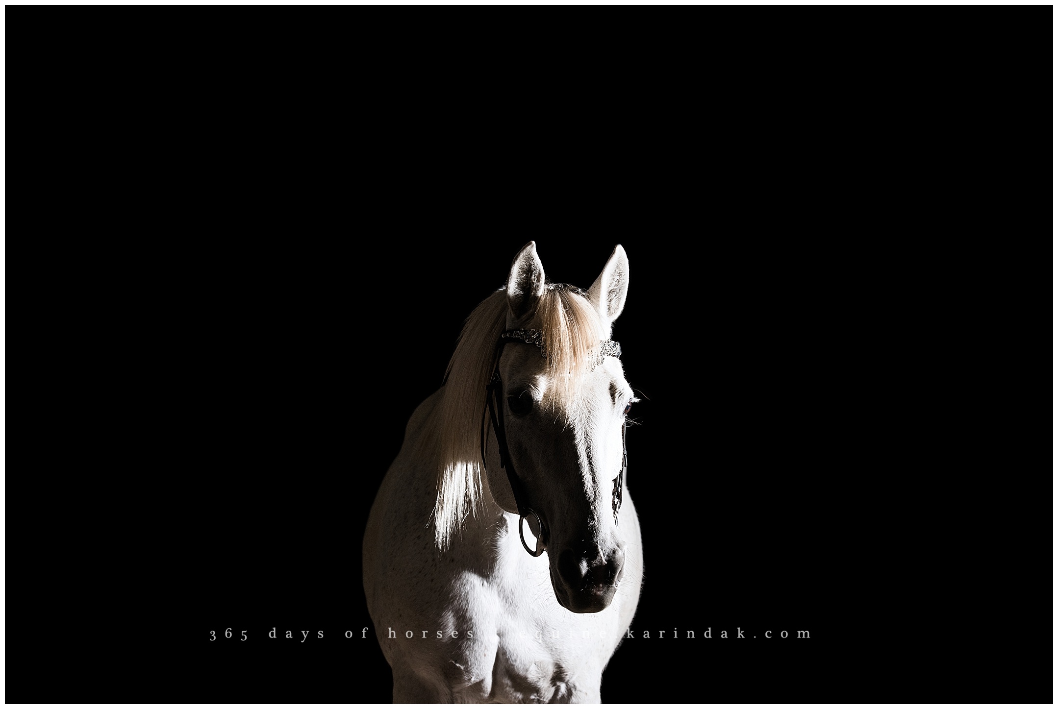 Lexington Kentucky Equine Photographer | Karinda K Texas Equine Photography | equine.test.karindak.com