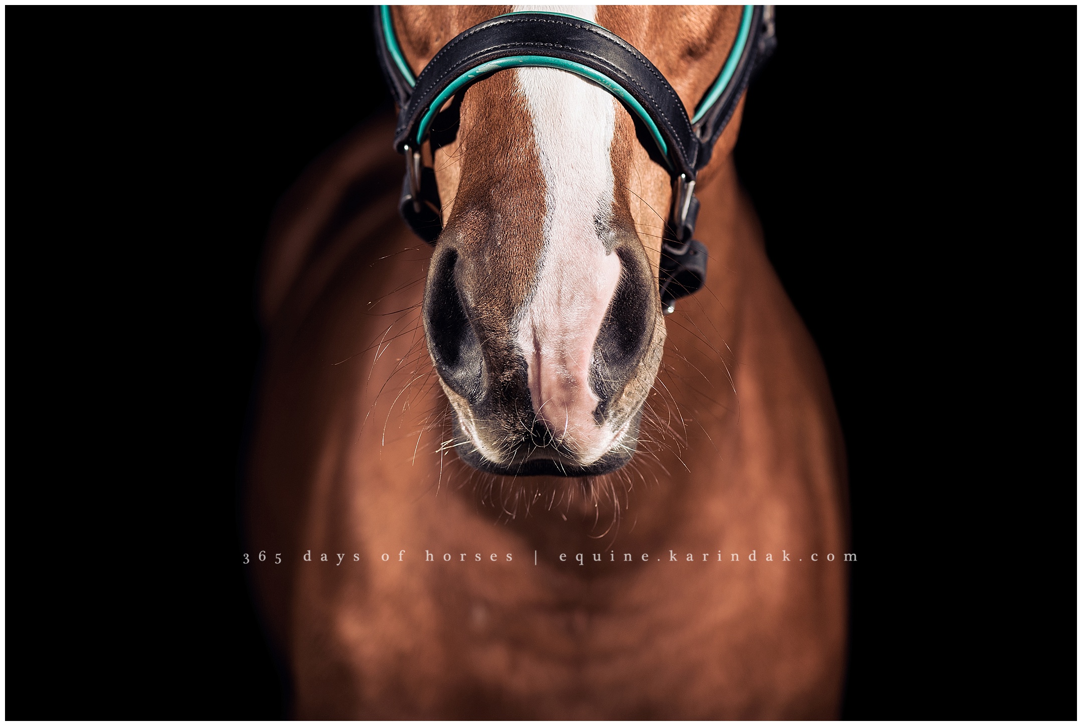 Louisville Kentucky Equine Photographer | Karinda K Texas Equine Photography | equine.test.karindak.com