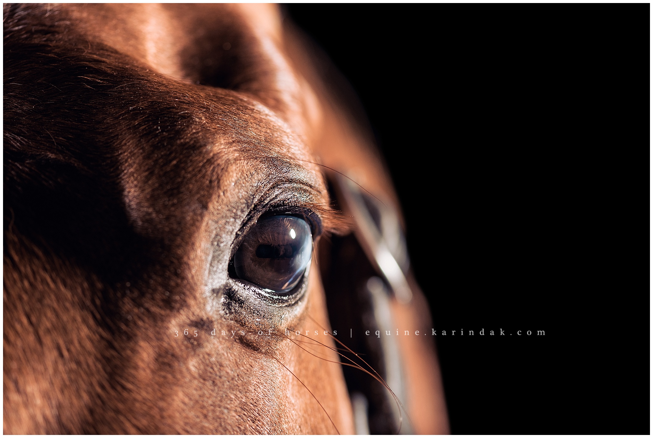 Louisville Kentucky Equine Photographer | Karinda K Texas Equine Photography | equine.test.karindak.com