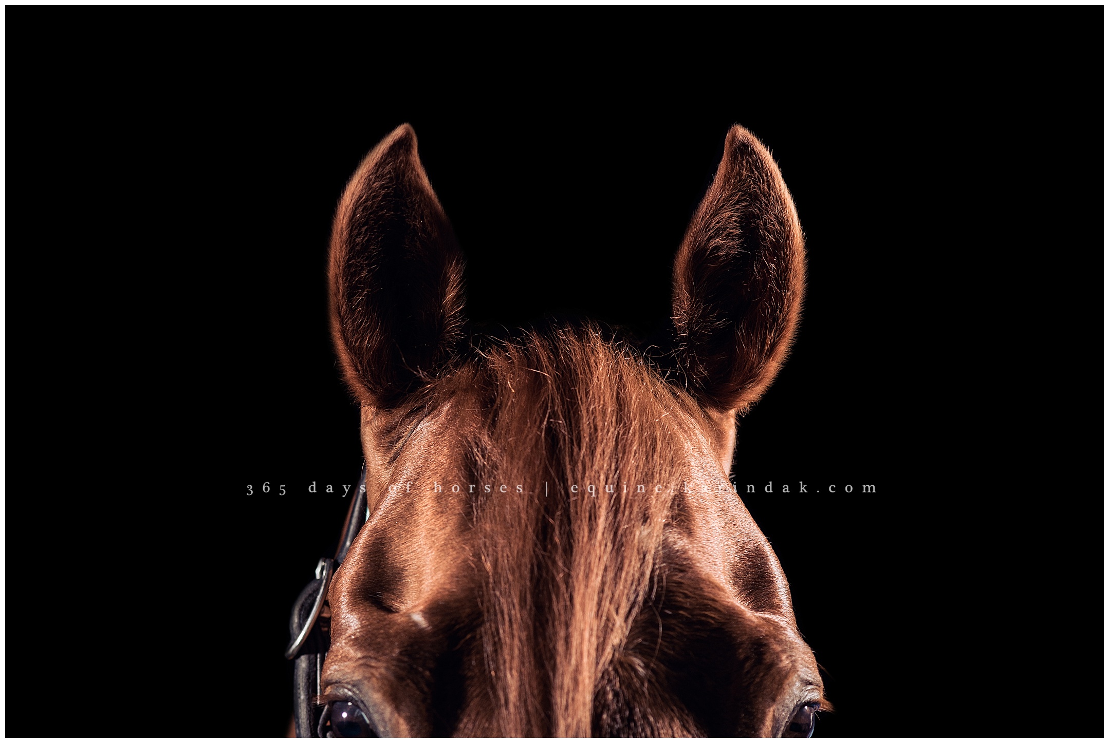 Louisville Kentucky Equine Photographer | Karinda K Texas Equine Photography | equine.test.karindak.com