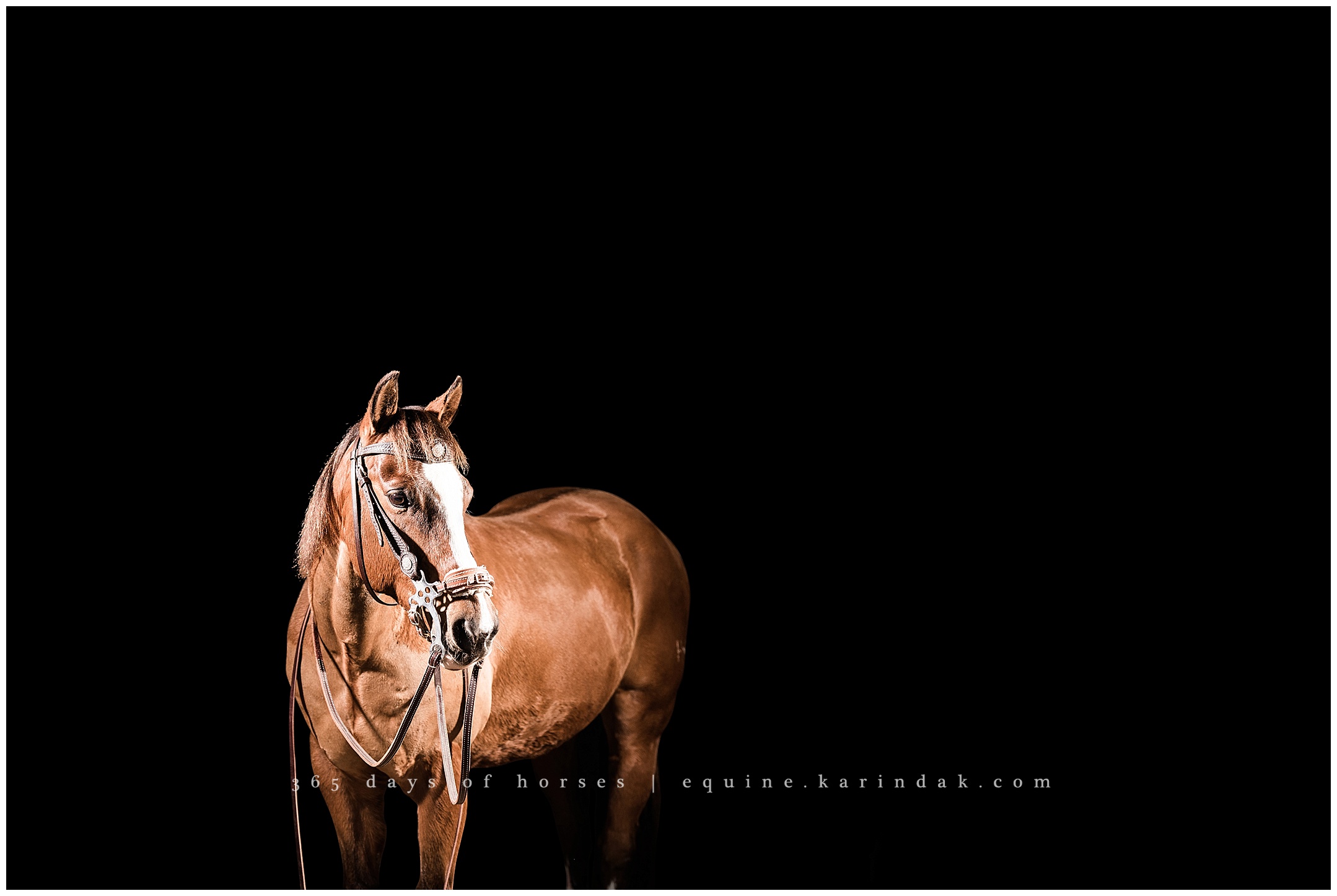 Texas Equine Photographer | Karinda K Texas Equine Photography | equine.test.karindak.com