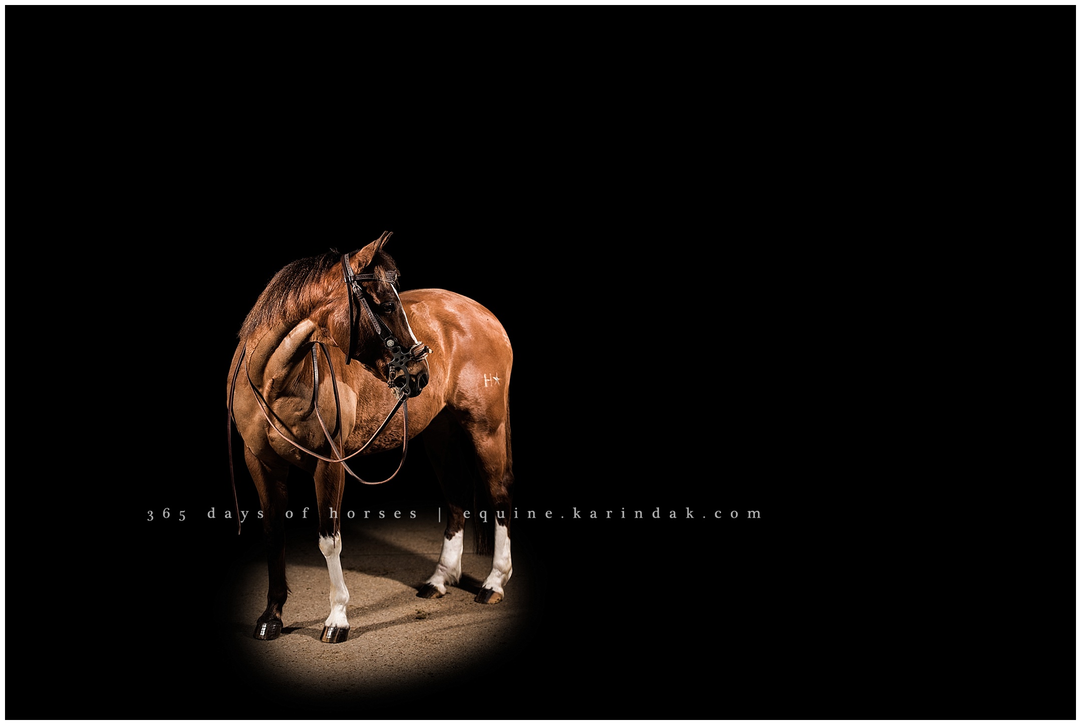 Texas Equine Photographer | Karinda K Texas Equine Photography | equine.test.karindak.com