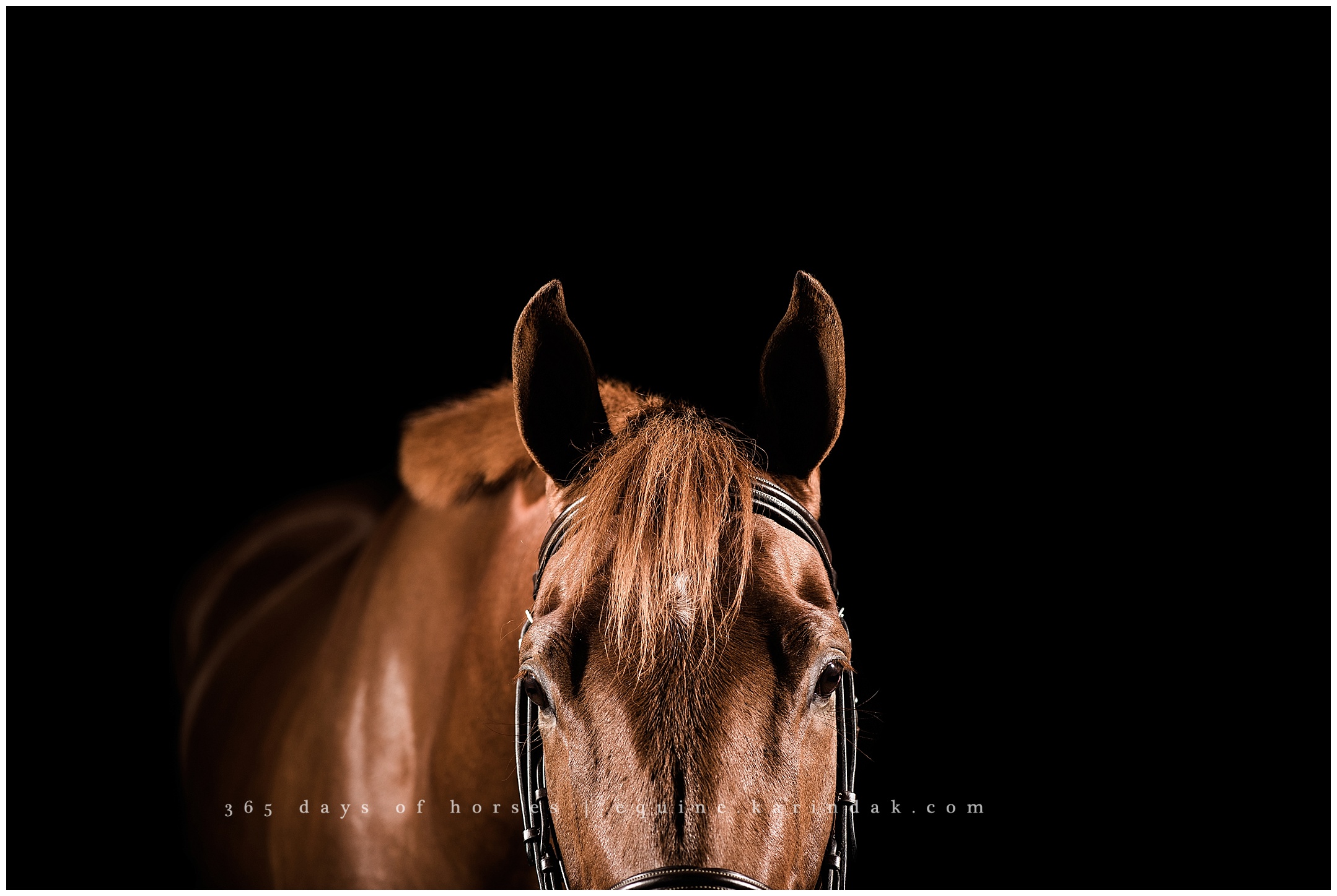 Lexington Kentucky Equine Photographer | Karinda K Texas Equine Photography | equine.test.karindak.com