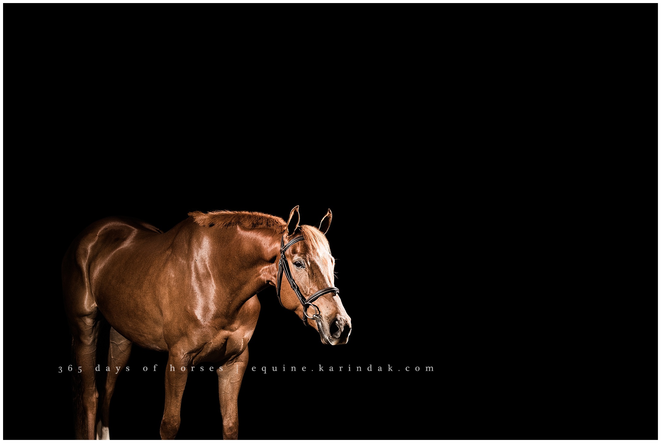 Lexington Kentucky Equine Photographer | Karinda K Texas Equine Photography | equine.test.karindak.com