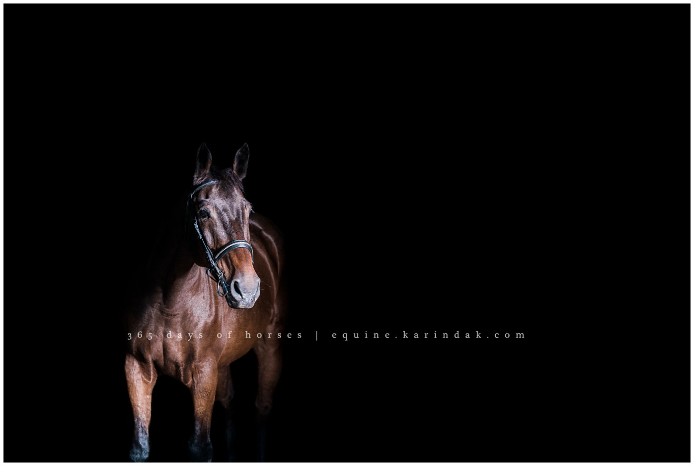 Texas Equine Photographer | Karinda K Texas Equine Photography | equine.test.karindak.com