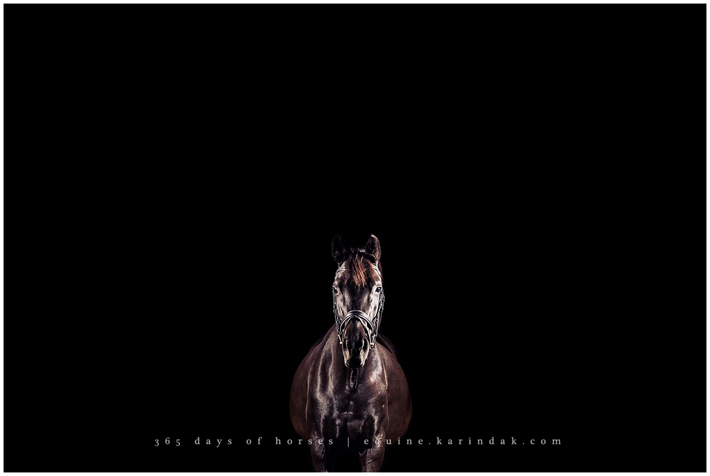 Ocala Florida Equine Photographer | Karinda K Texas Equine Photography | equine.test.karindak.com