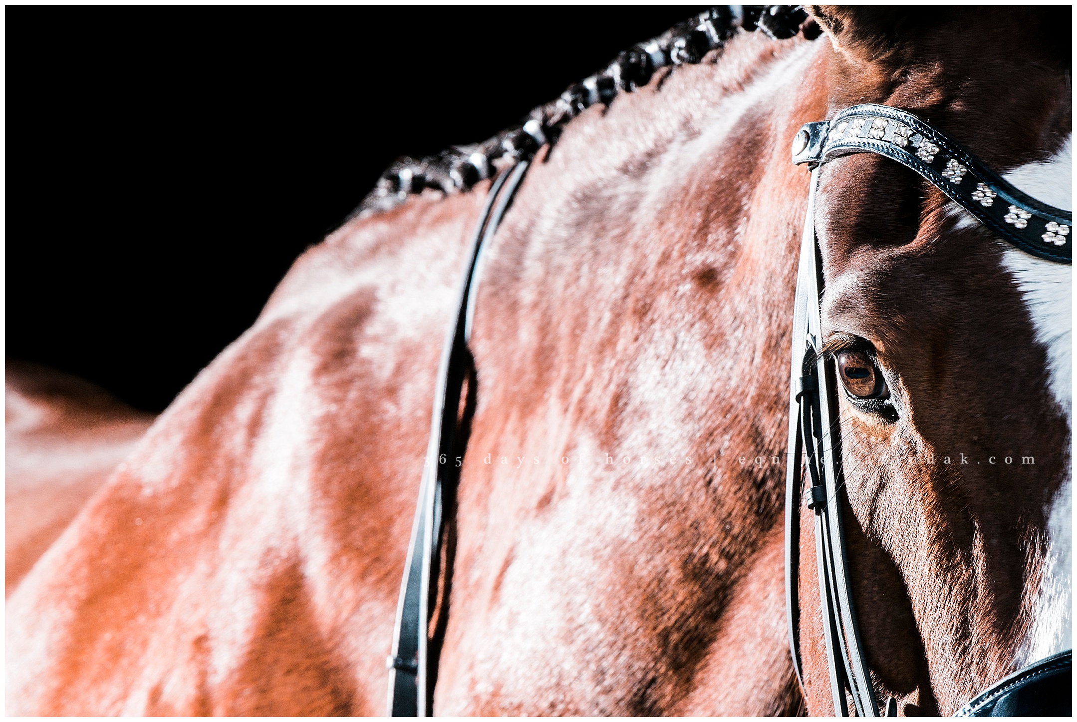 Wellington Florida Equine Photographer | Karinda K Texas Equine Photography | equine.test.karindak.com