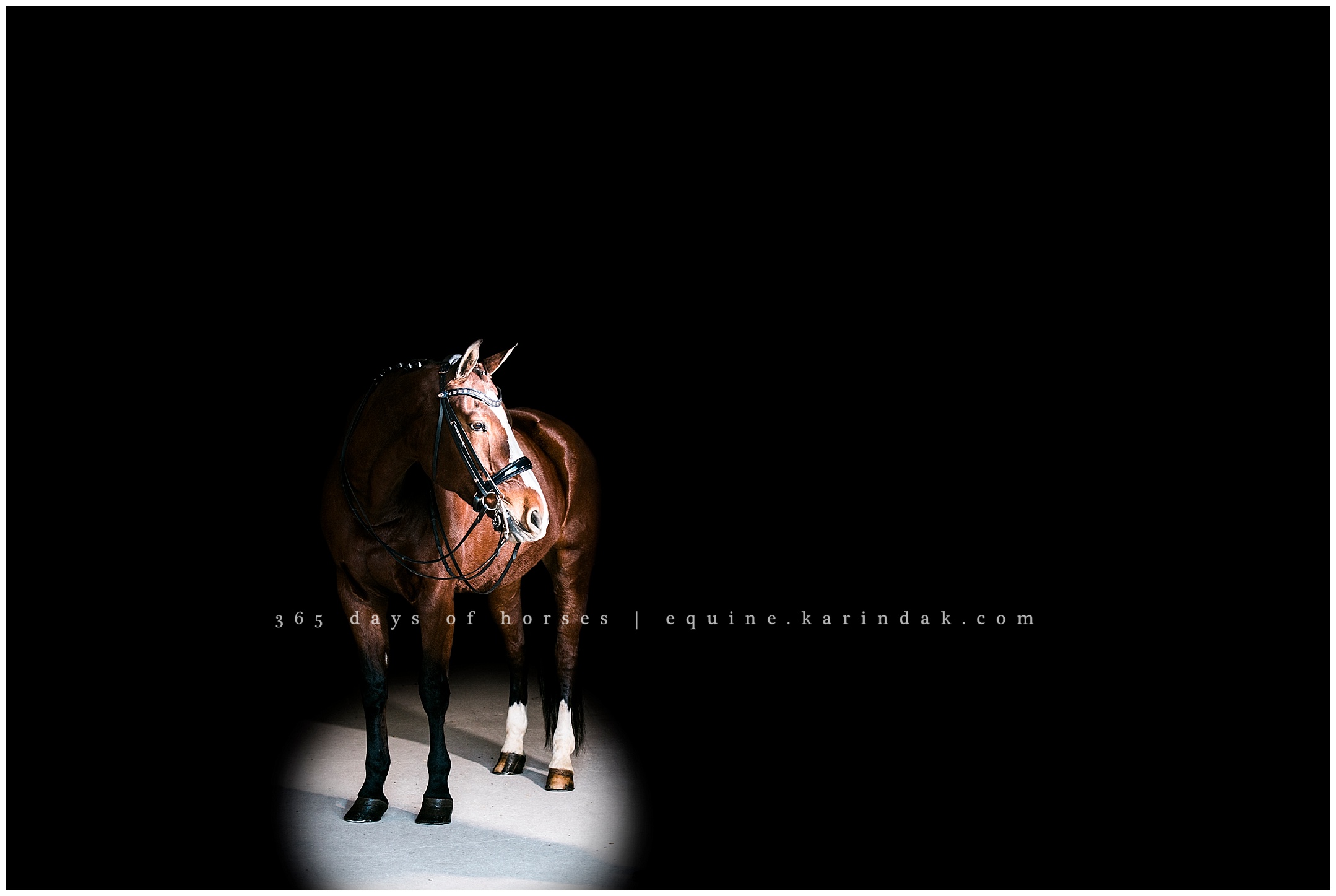 Wellington Florida Equine Photographer | Karinda K Texas Equine Photography | equine.test.karindak.com