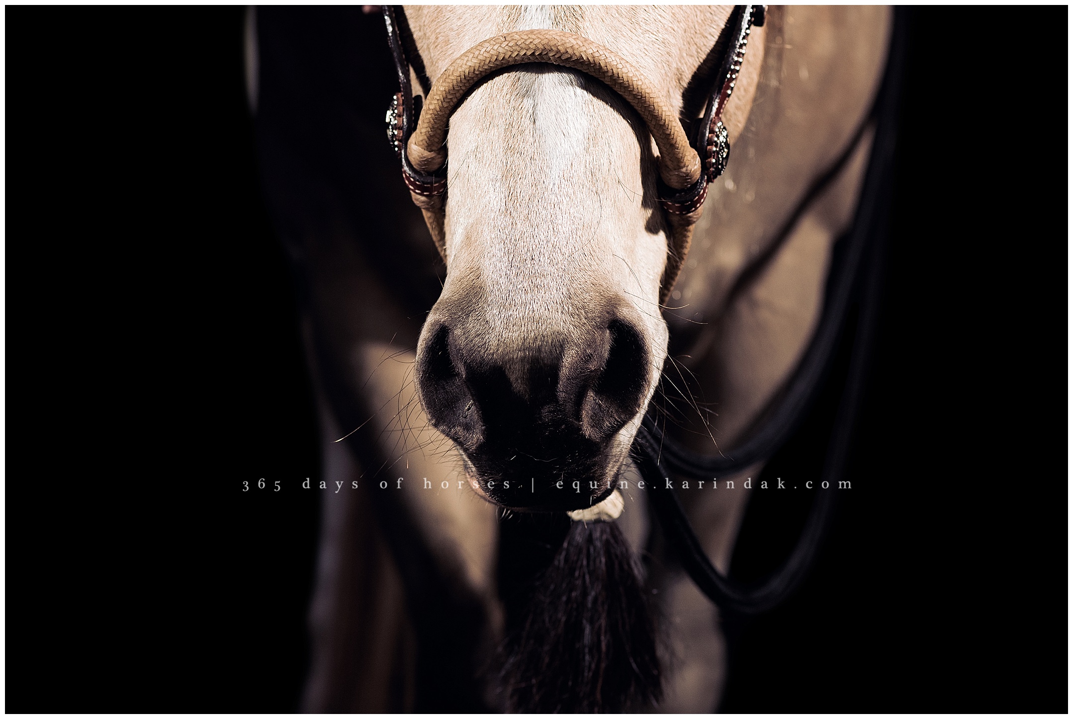 Louisville Kentucky Equine Photographer | Karinda K Texas Equine Photography | equine.test.karindak.com