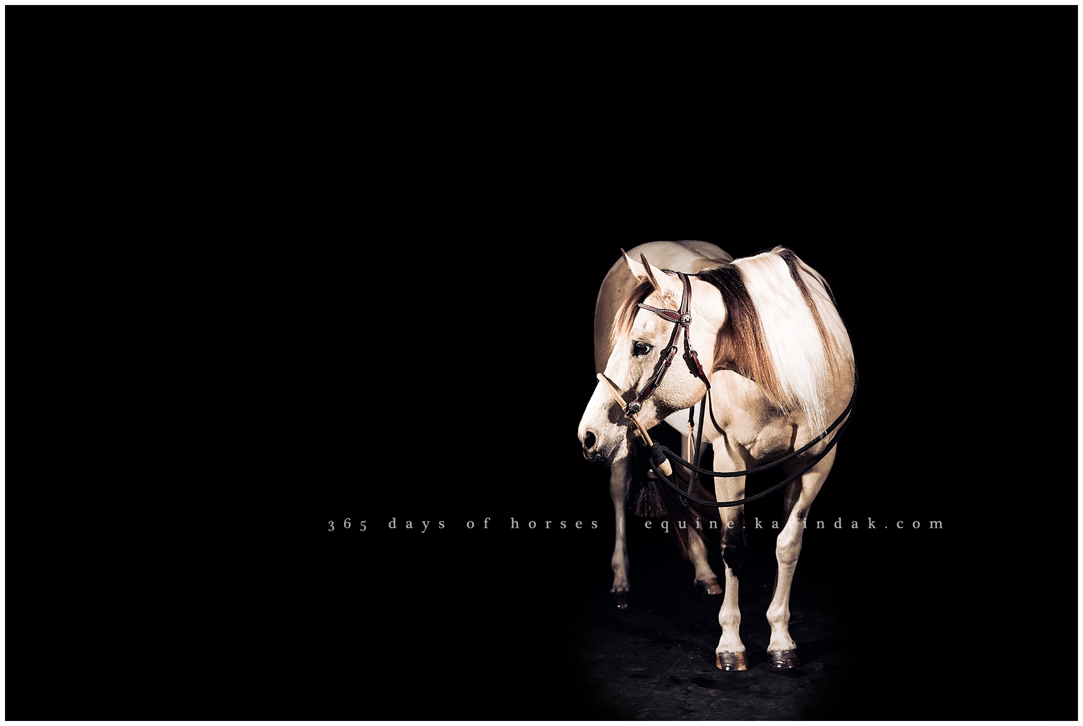 Louisville Kentucky Equine Photographer | Karinda K Texas Equine Photography | equine.test.karindak.com