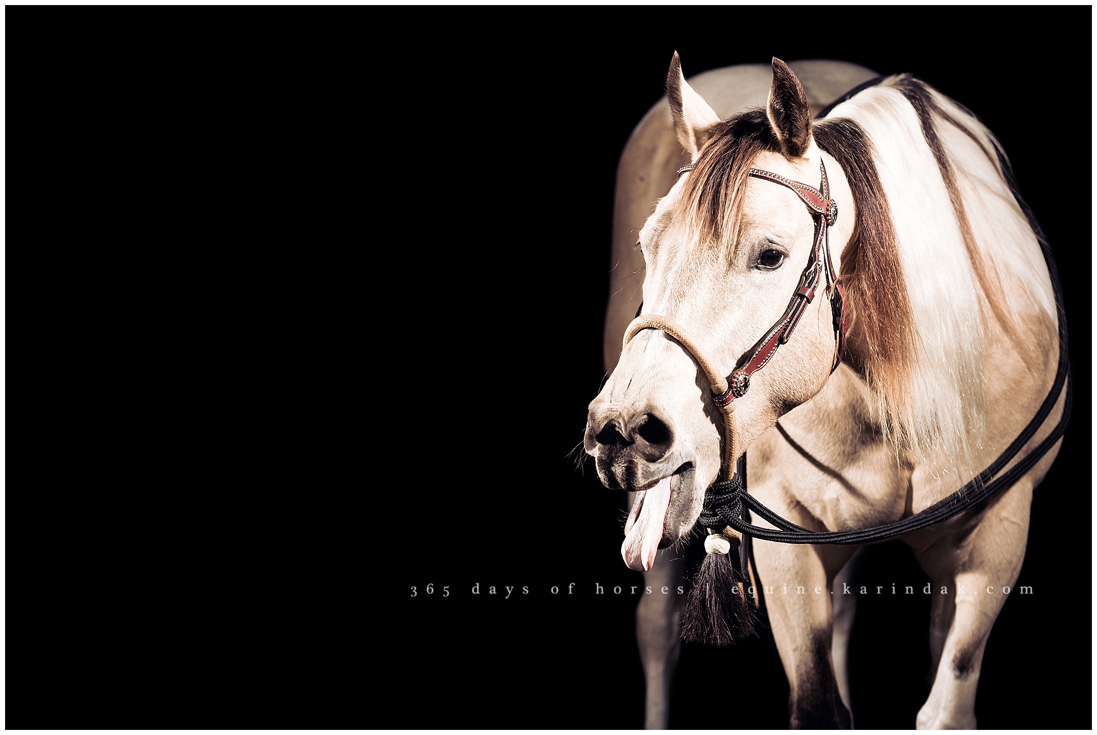 Louisville Kentucky Equine Photographer | Karinda K Texas Equine Photography | equine.test.karindak.com