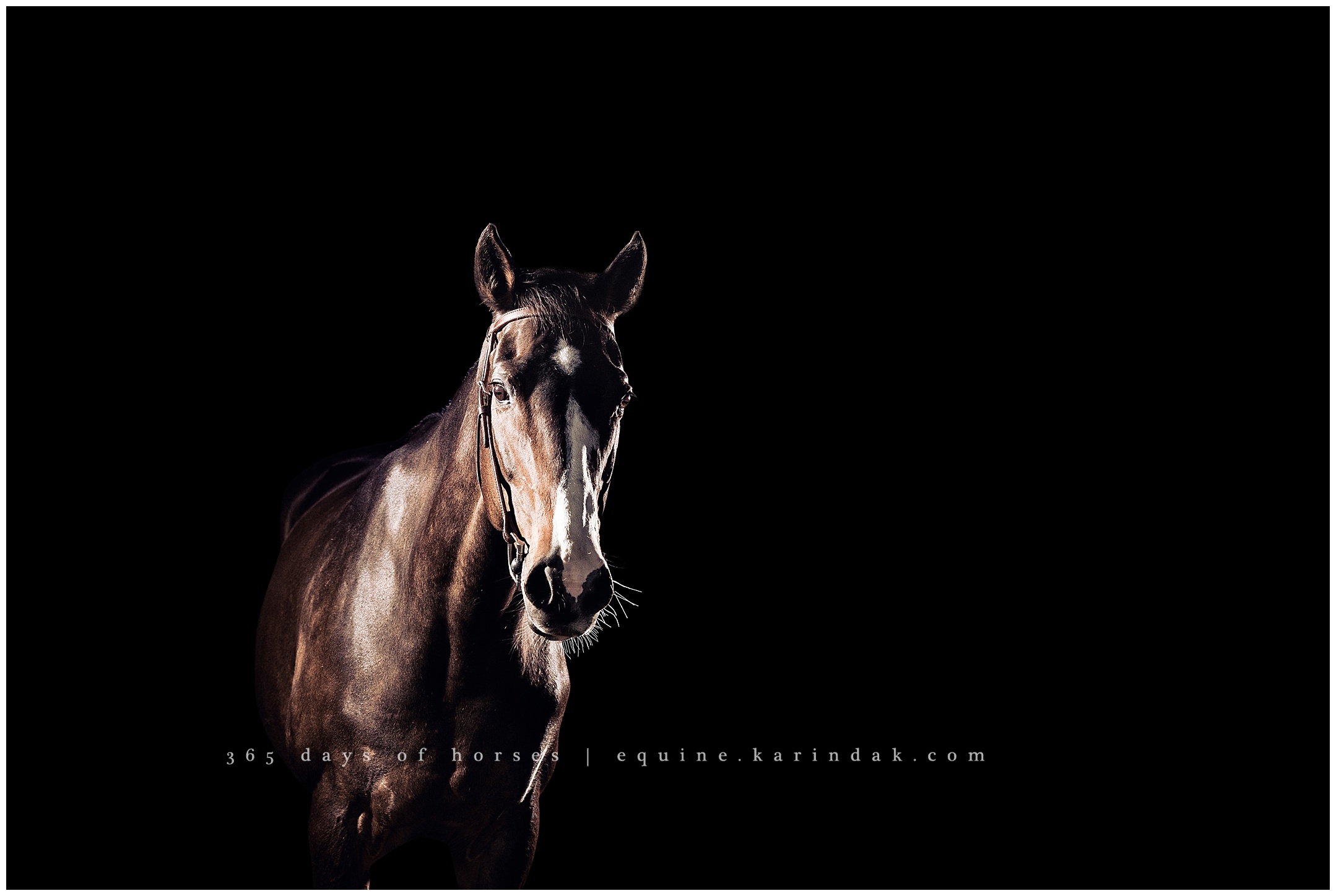 Texas Equine Photographer | Karinda K Texas Equine Photography | equine.test.karindak.com