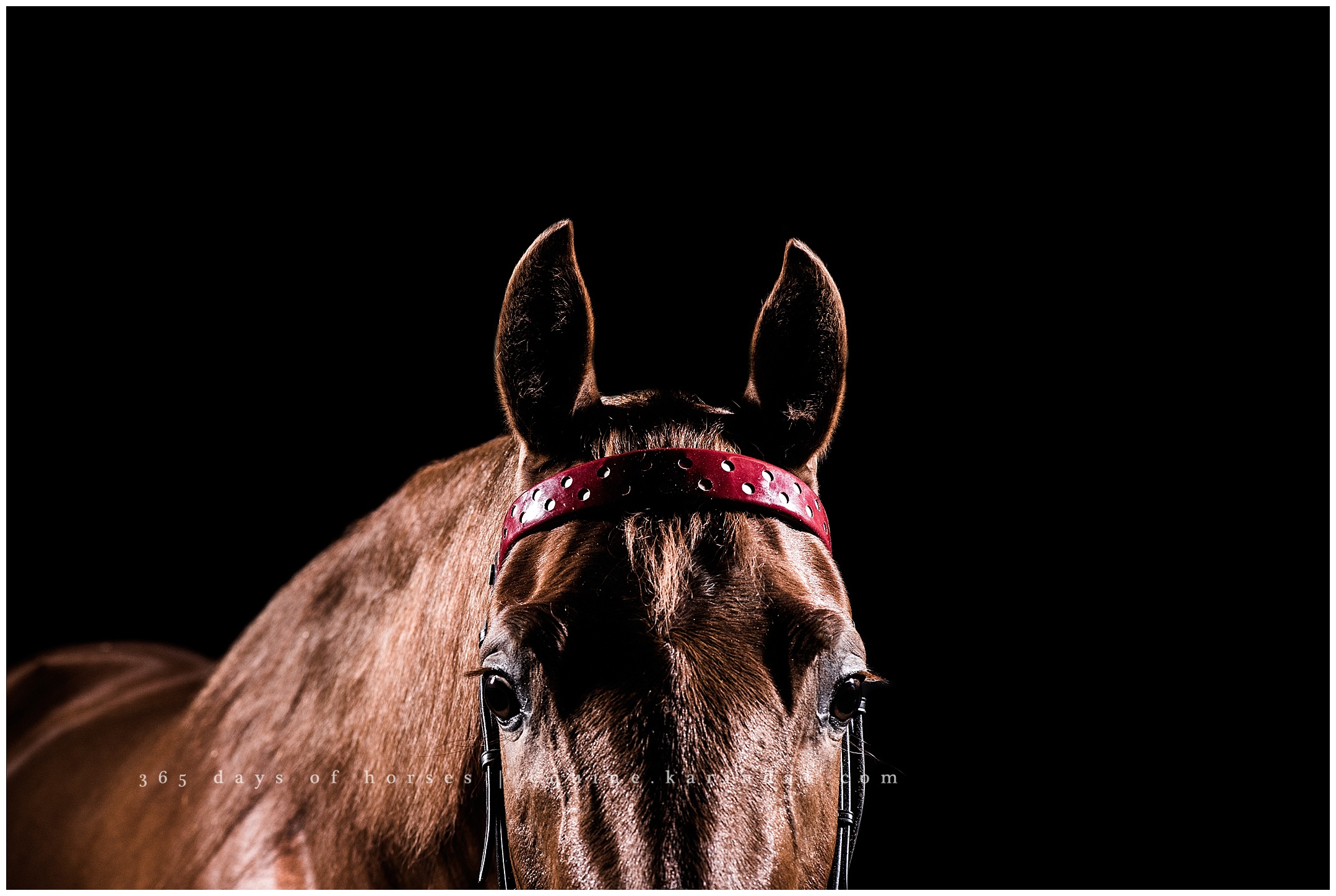 Louisville Kentucky Equine Photographer | Karinda K Texas Equine Photography | equine.test.karindak.com