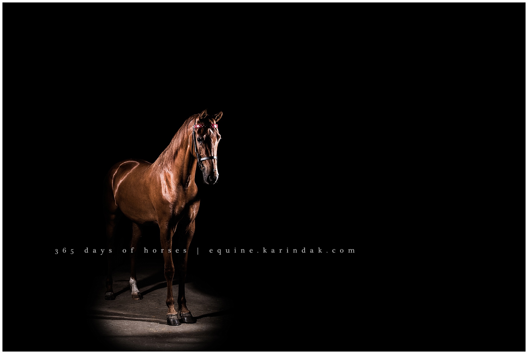 Louisville Kentucky Equine Photographer | Karinda K Texas Equine Photography | equine.test.karindak.com