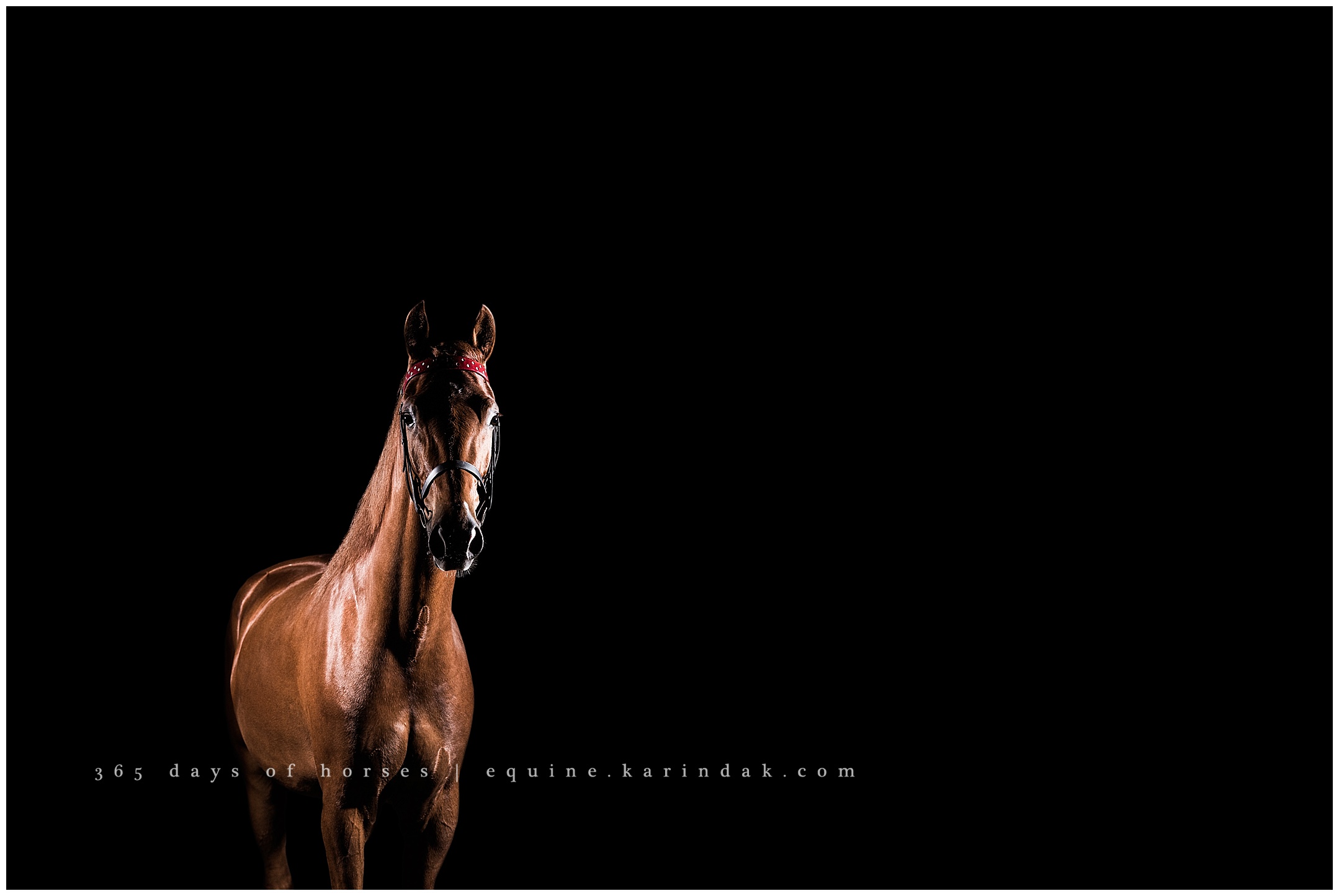 Louisville Kentucky Equine Photographer | Karinda K Texas Equine Photography | equine.test.karindak.com