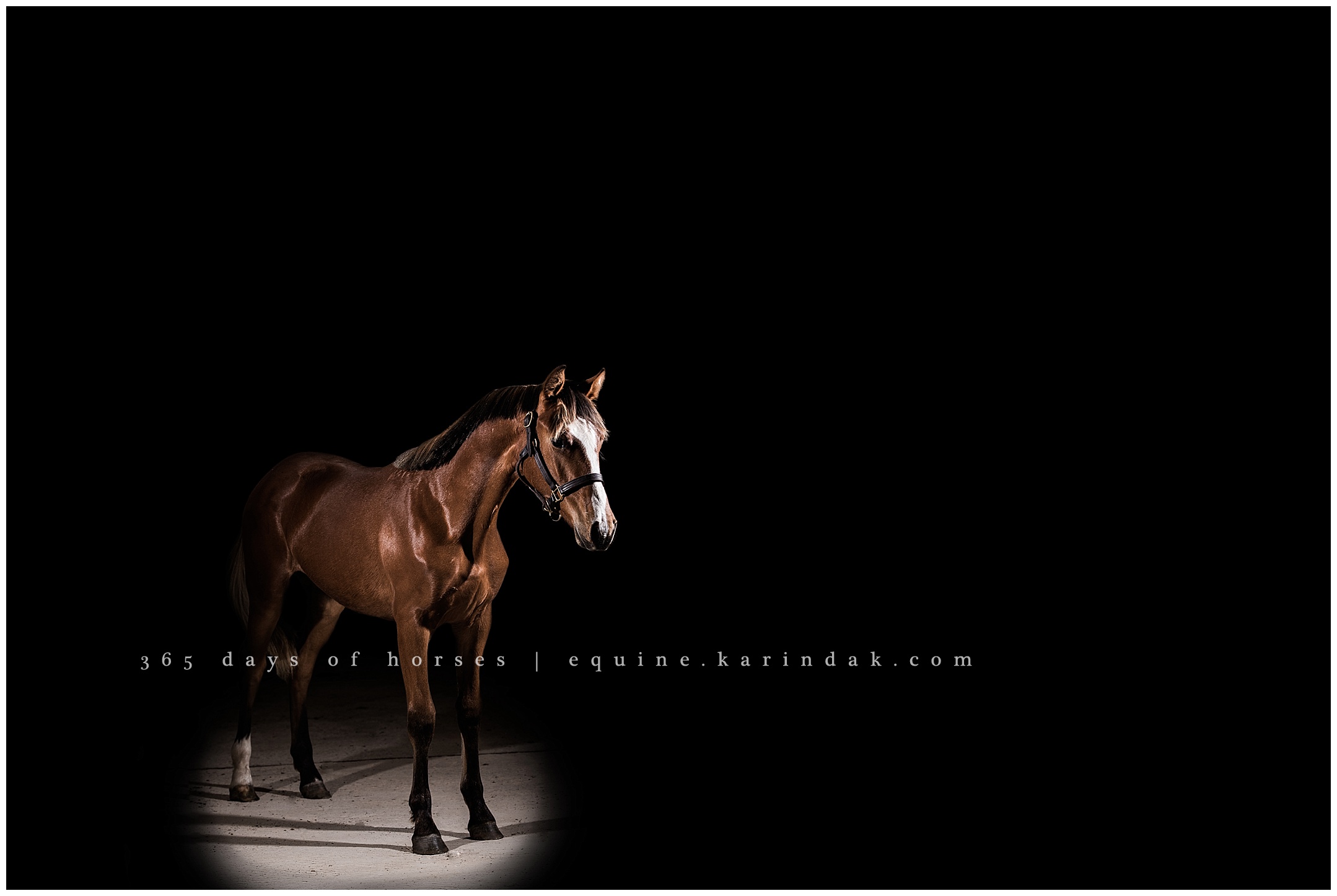 Missouri Equine Photographer 