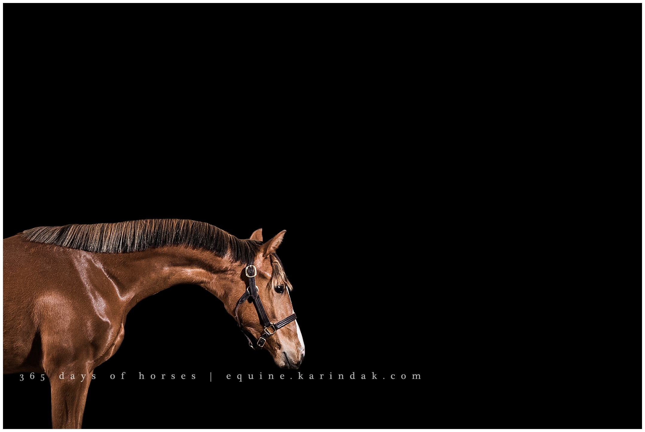 Missouri Equine Photographer