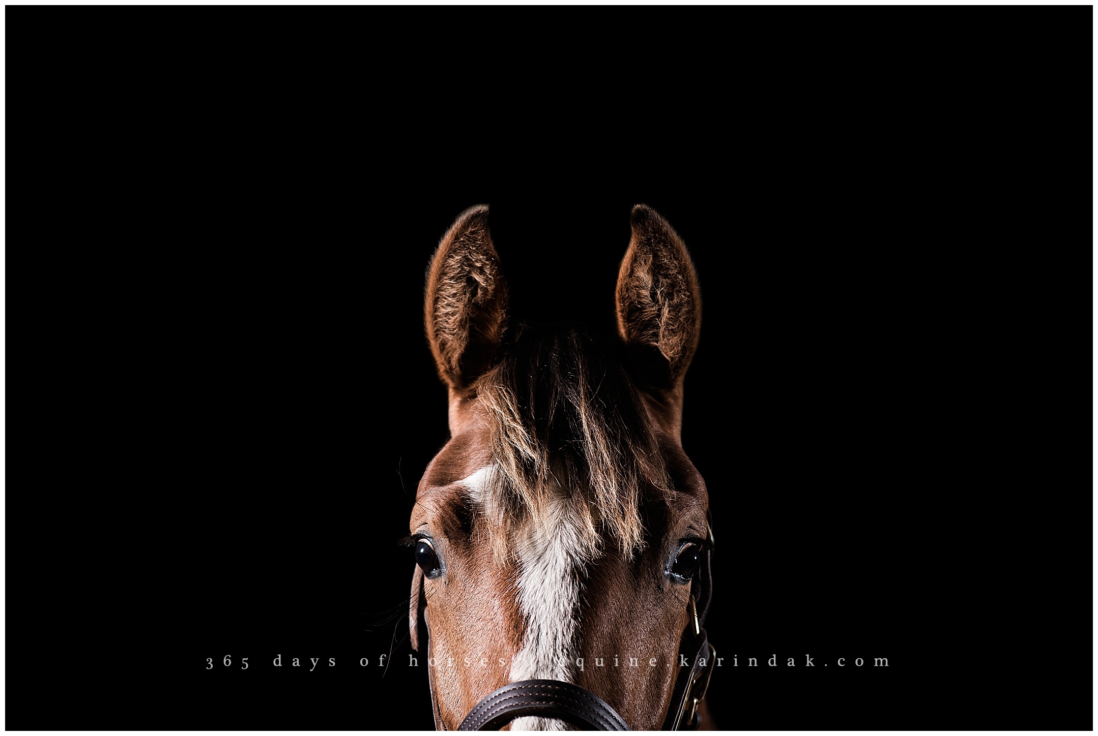 Springfield Missouri Photography 