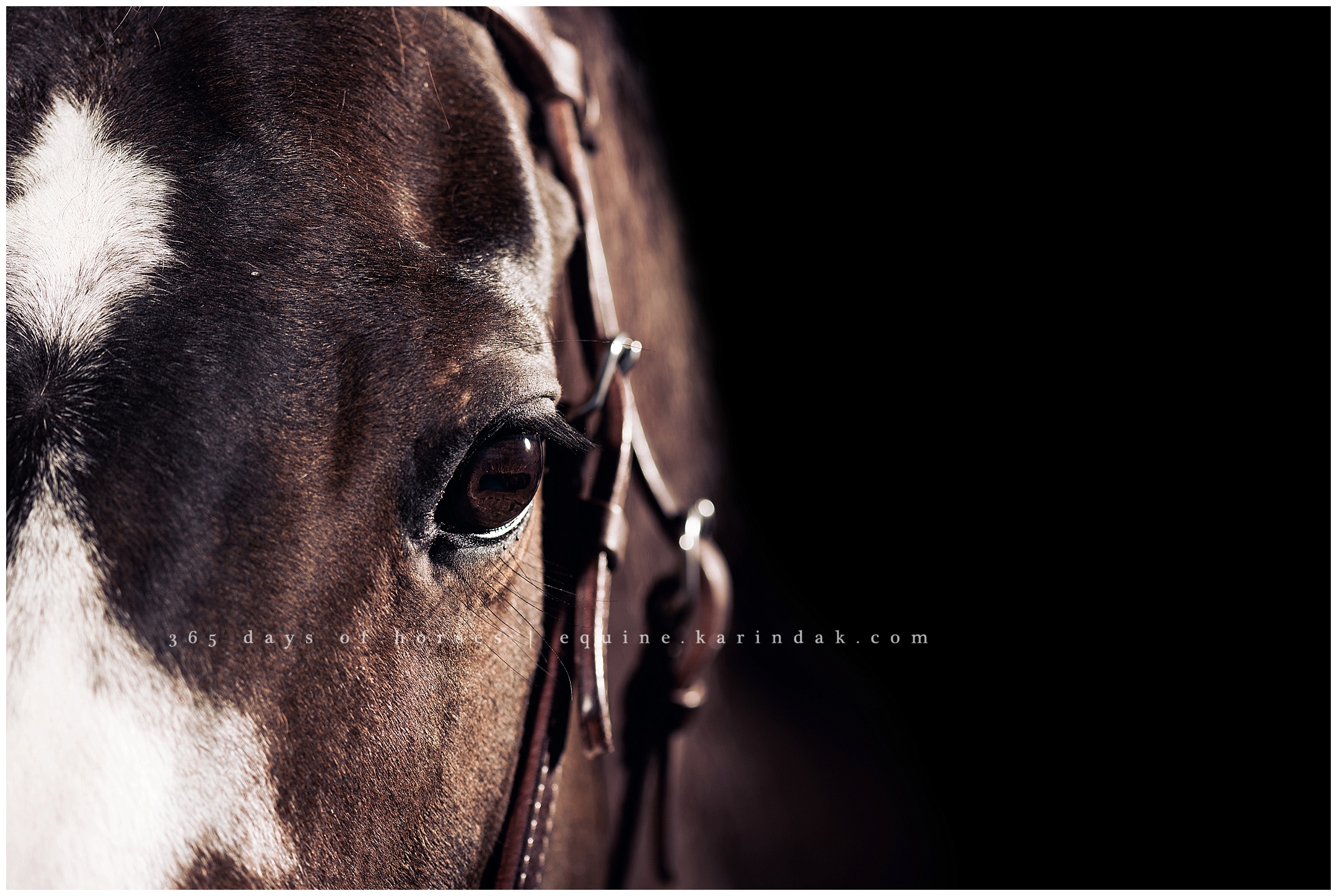 Texas Equine Photographer | Karinda K Texas Equine Photography | equine.test.karindak.com