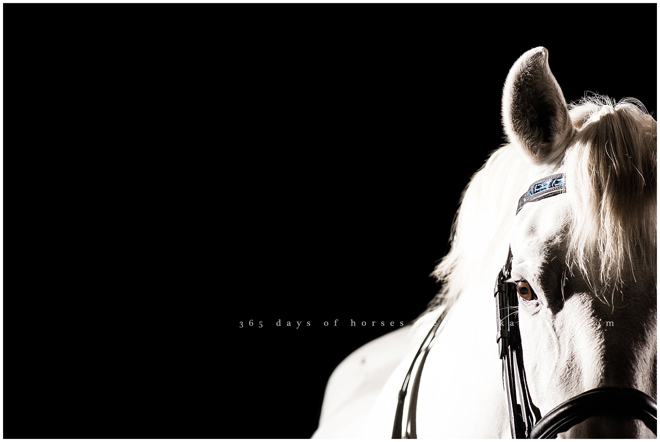 Louisville Kentucky Equine Photographer | Karinda K Texas Equine Photography | equine.test.karindak.com