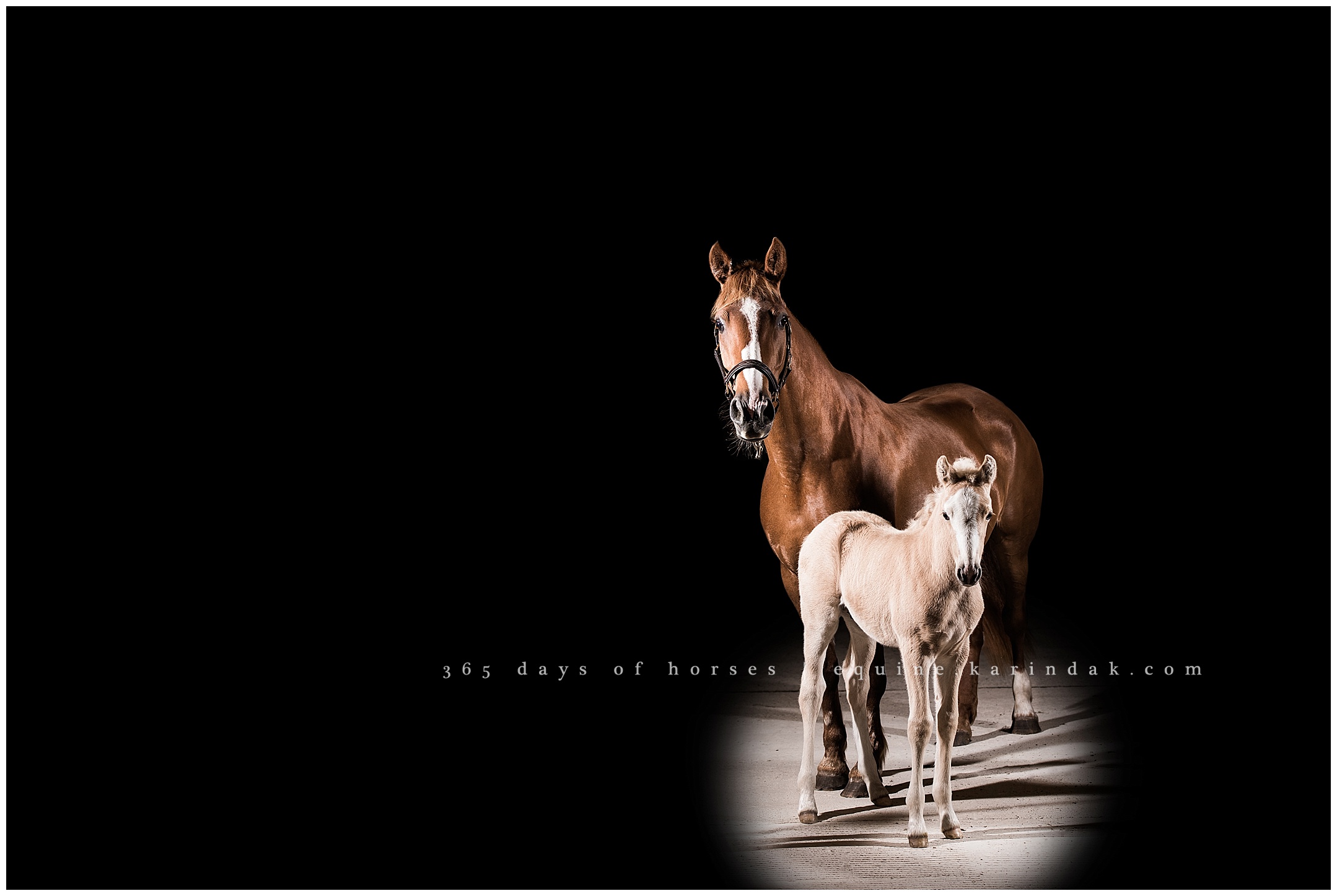 Wellington Florida Equine Photographer | Karinda K Texas Equine Photography | equine.test.karindak.com