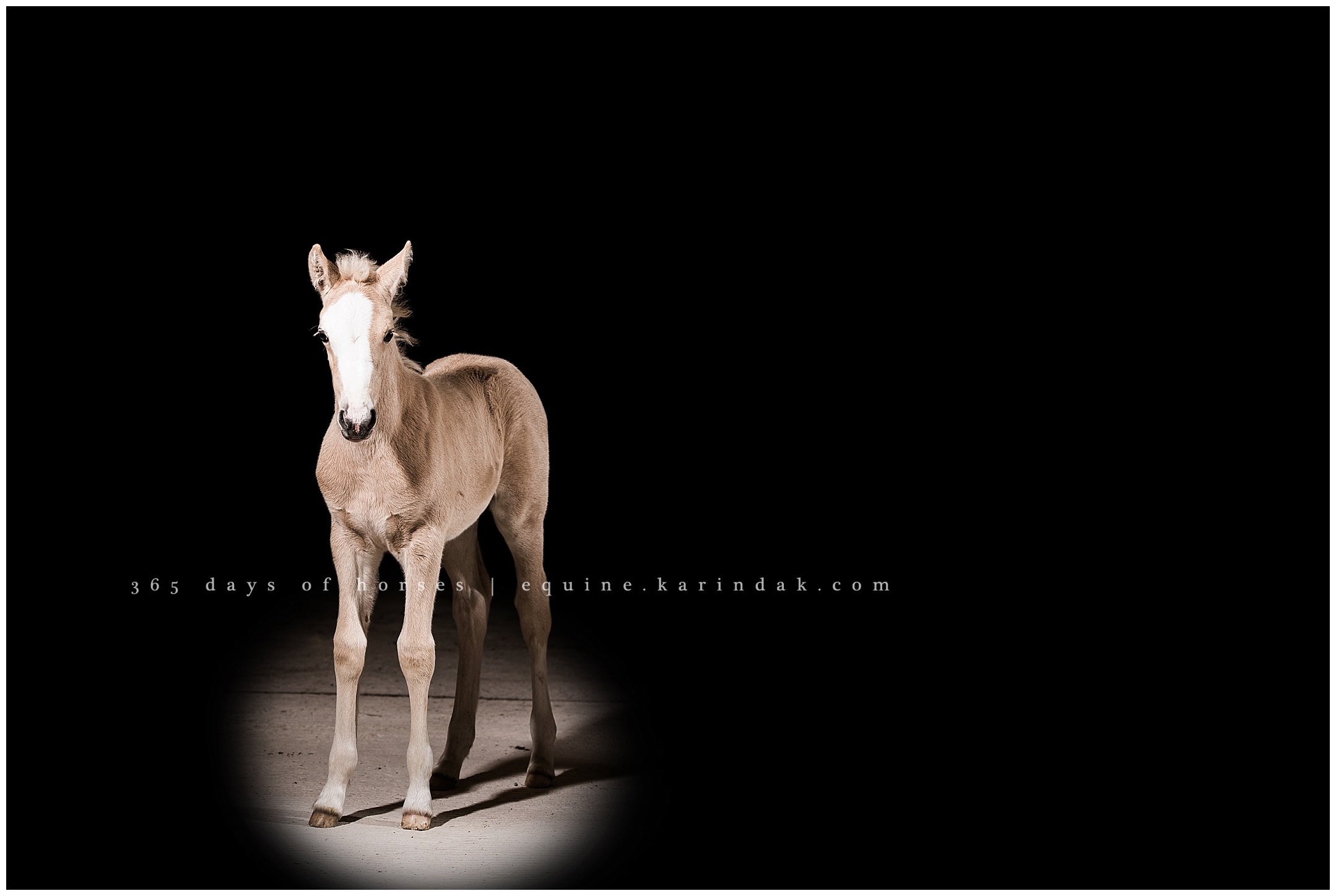 Wellington Florida Equine Photographer | Karinda K Texas Equine Photography | equine.test.karindak.com