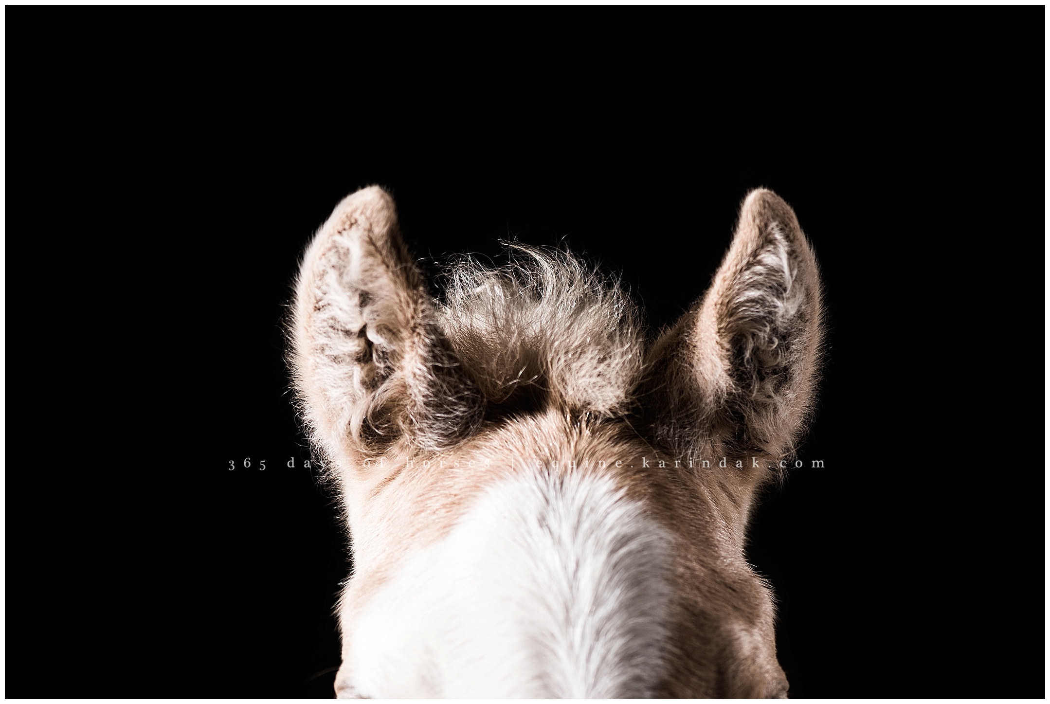 Wellington Florida Equine Photographer | Karinda K Texas Equine Photography | equine.test.karindak.com