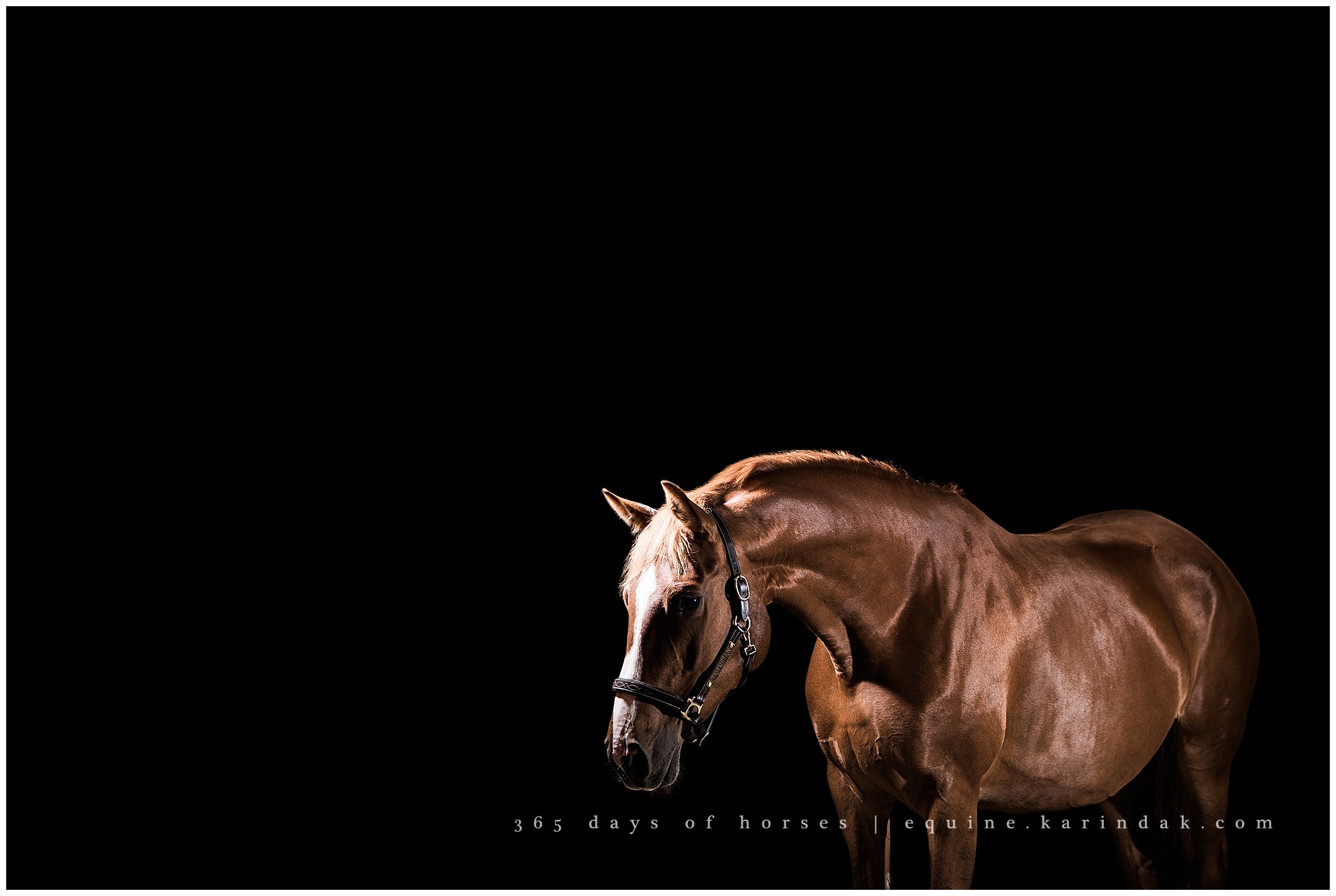 Wellington Florida Equine Photographer | Karinda K Texas Equine Photography | equine.test.karindak.com