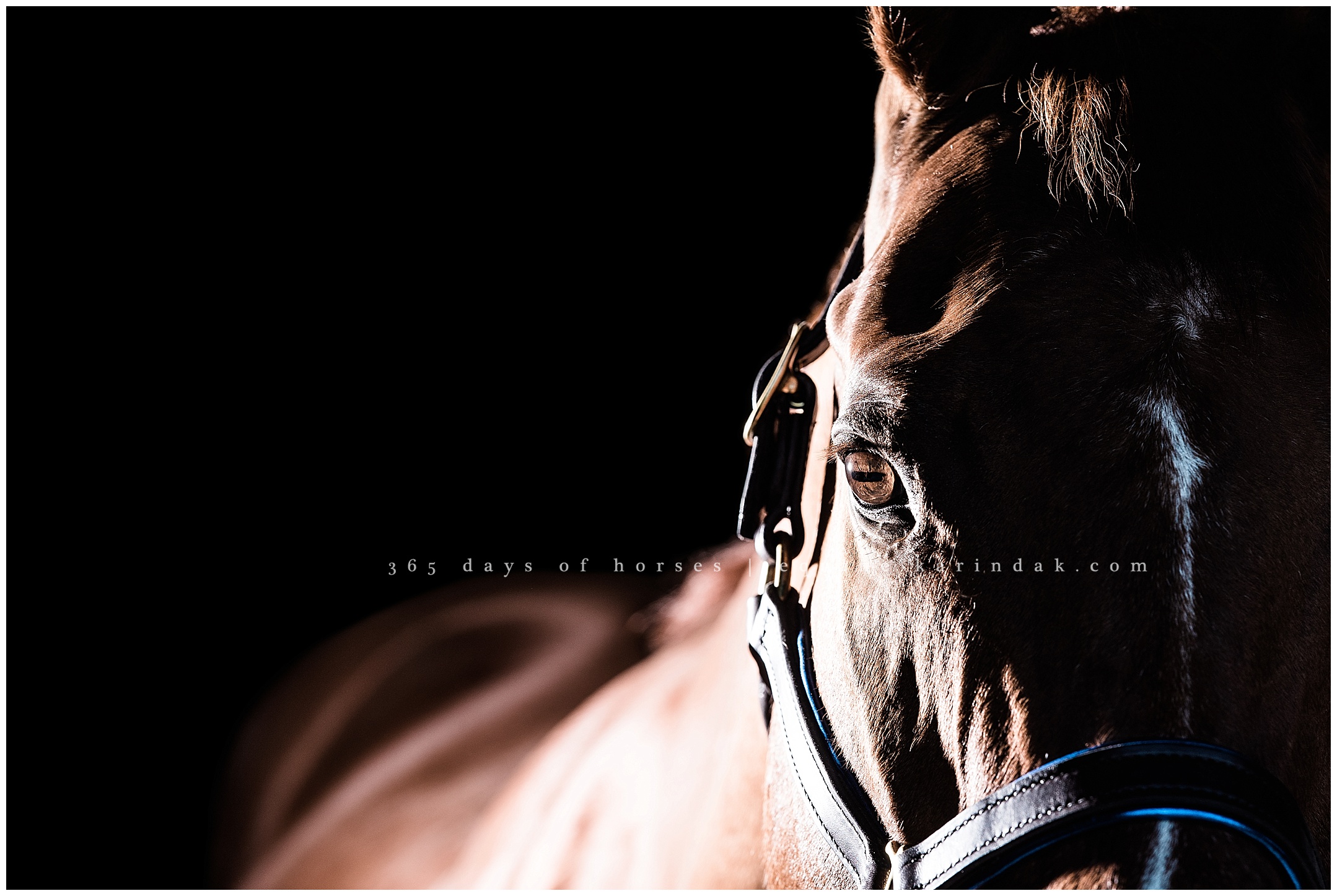 Louisville Kentucky Equine Photographer | Karinda K Texas Equine Photography | equine.test.karindak.com