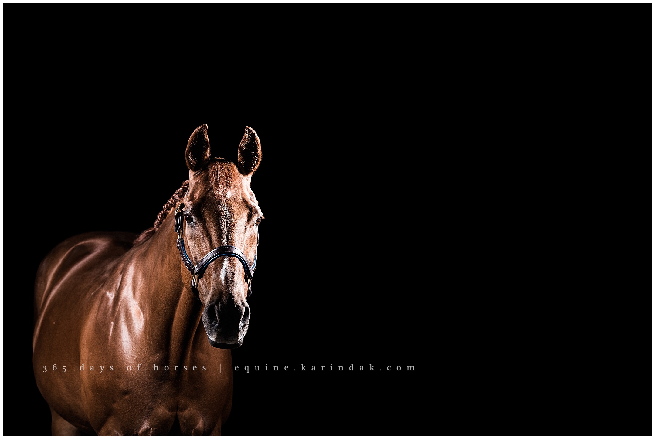 Louisville Kentucky Equine Photographer | Karinda K Texas Equine Photography | equine.test.karindak.com