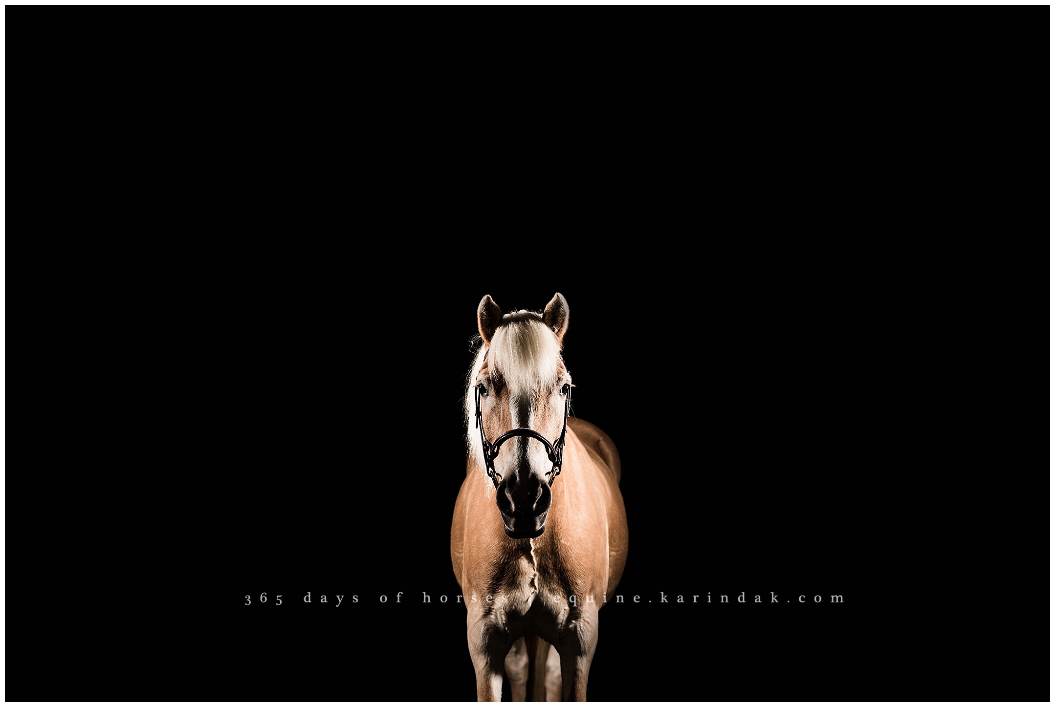 Texas Equine Photographer | Karinda K Texas Equine Photography | equine.test.karindak.com