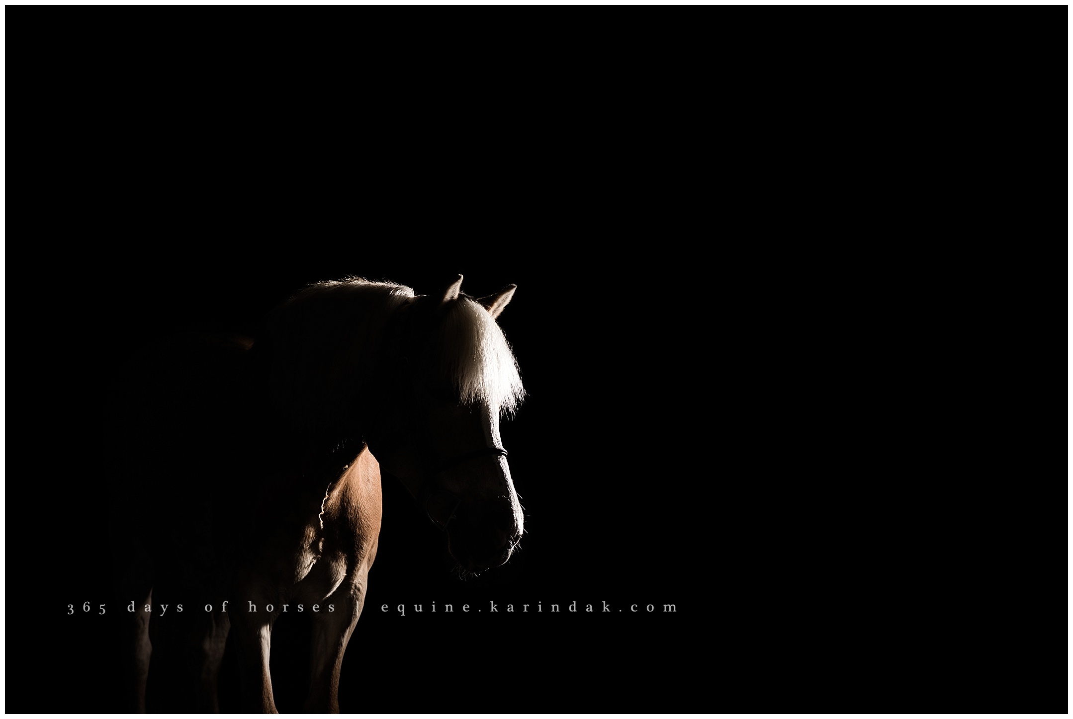 Texas Equine Photographer | Karinda K Texas Equine Photography | equine.test.karindak.com