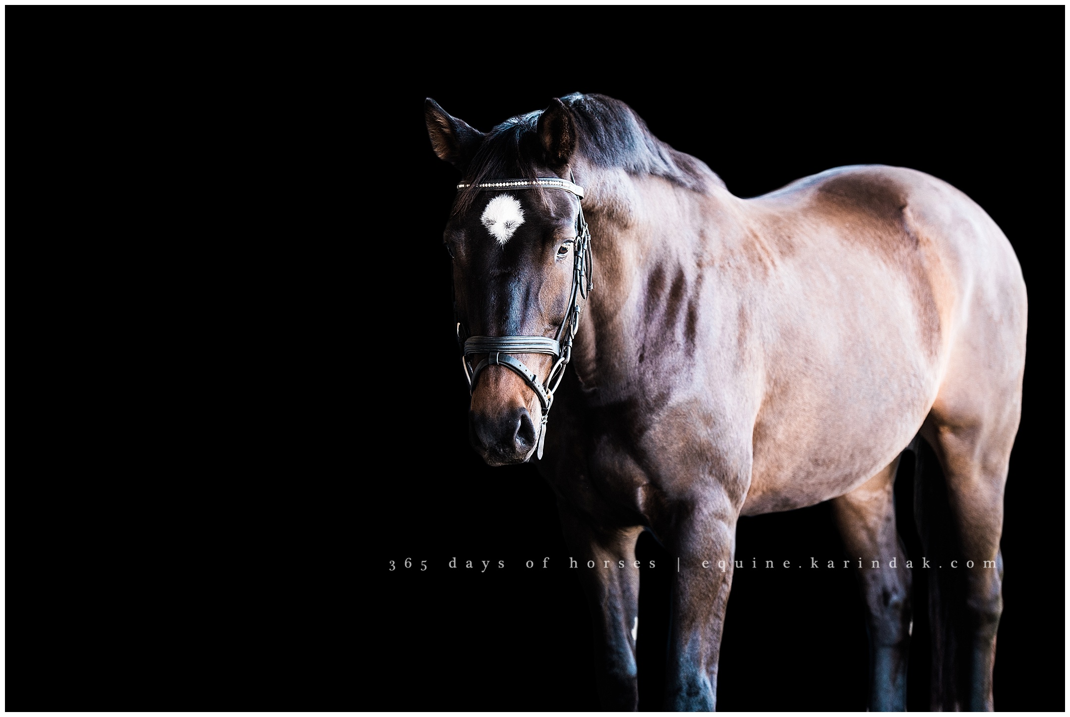 Texas Equine Photographer | Karinda K Texas Equine Photography | equine.test.karindak.com