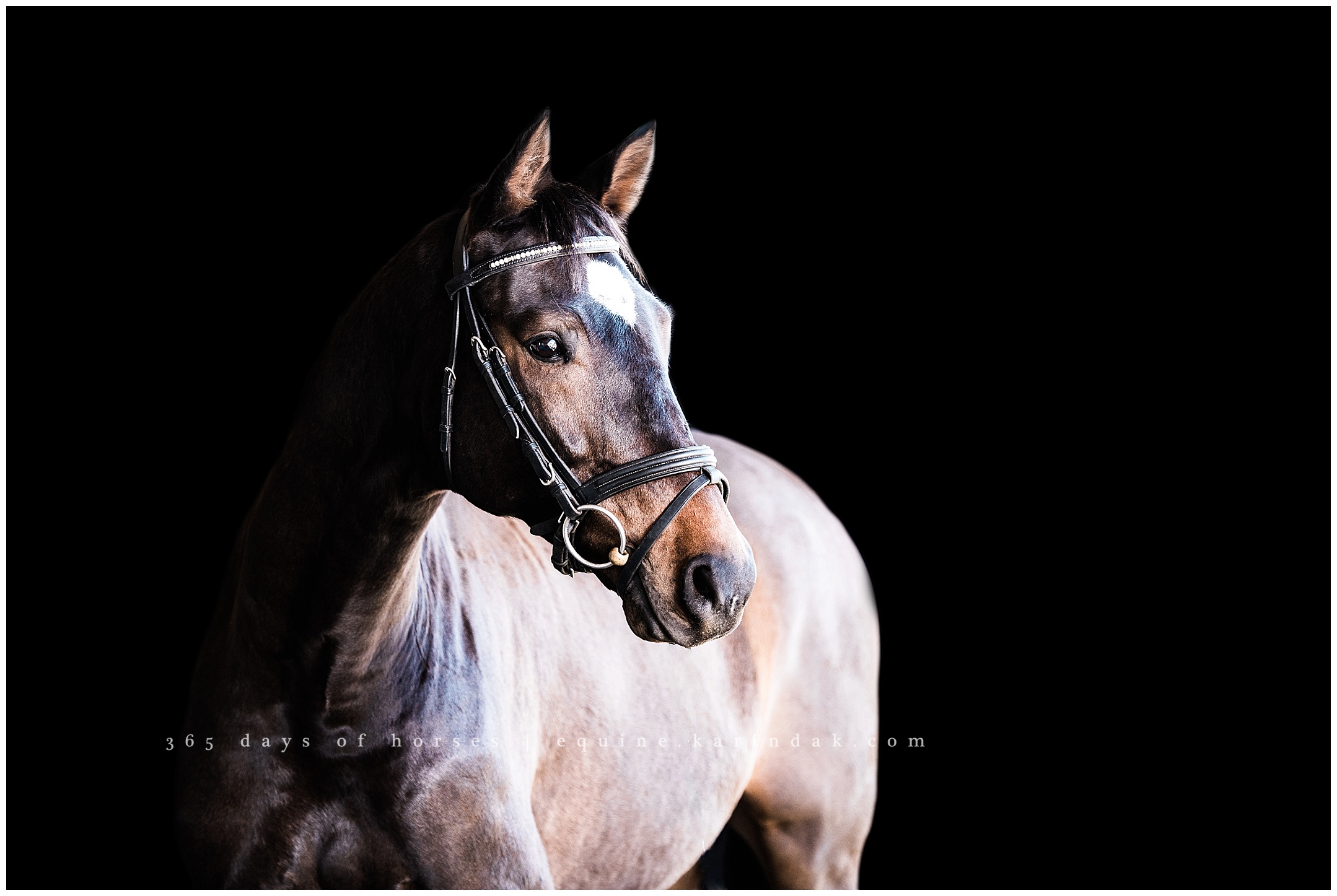 Texas Equine Photographer | Karinda K Texas Equine Photography | equine.test.karindak.com