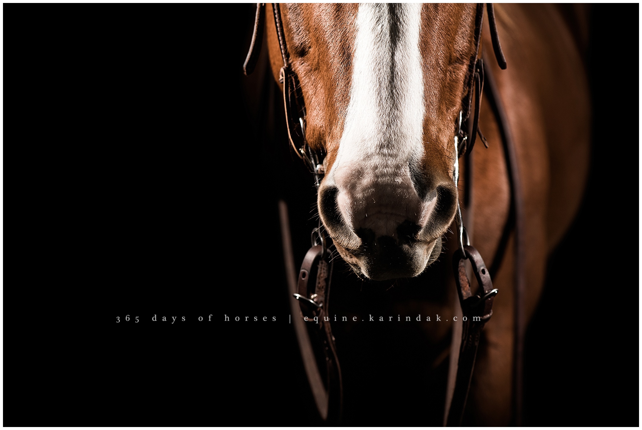 Ocala Florida Equine Photographer | Karinda K Texas Equine Photography | equine.test.karindak.com