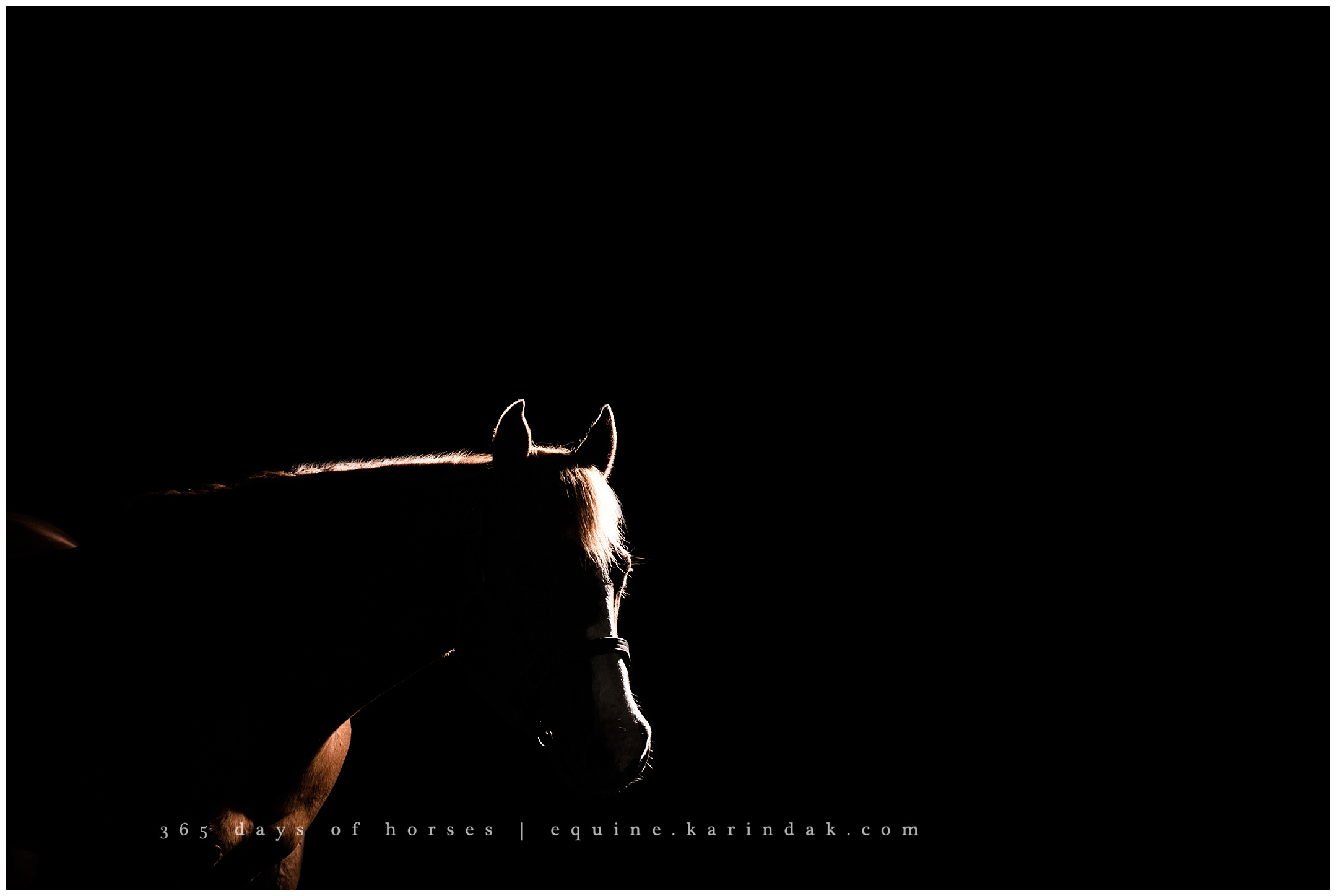 Ocala Florida Equine Photographer | Karinda K Texas Equine Photography | equine.test.karindak.com