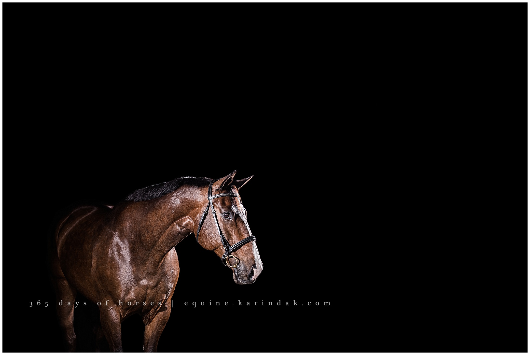 Louisville Kentucky Equine Photographer | Karinda K Texas Equine Photography | equine.test.karindak.com