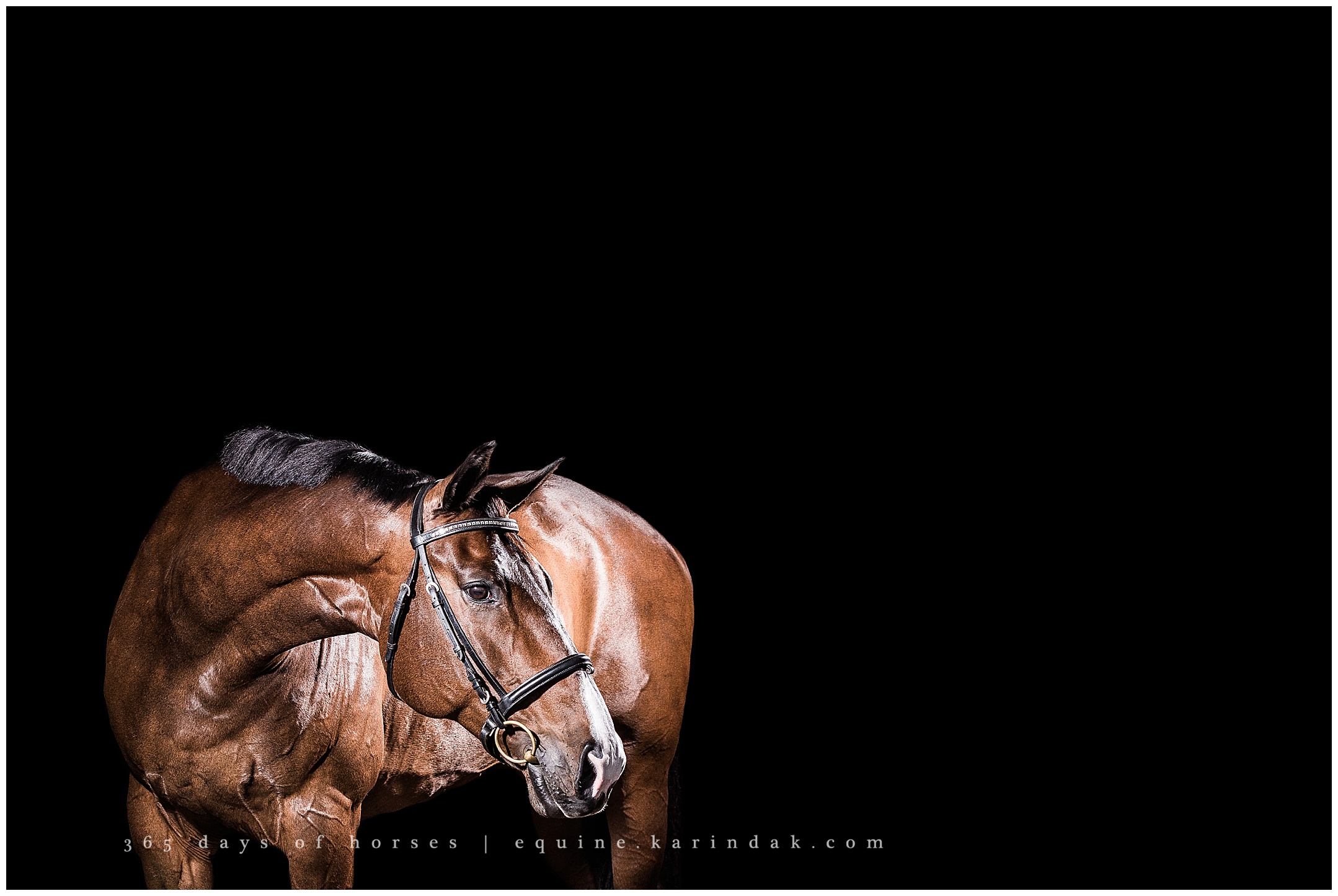 Louisville Kentucky Equine Photographer | Karinda K Texas Equine Photography | equine.test.karindak.com