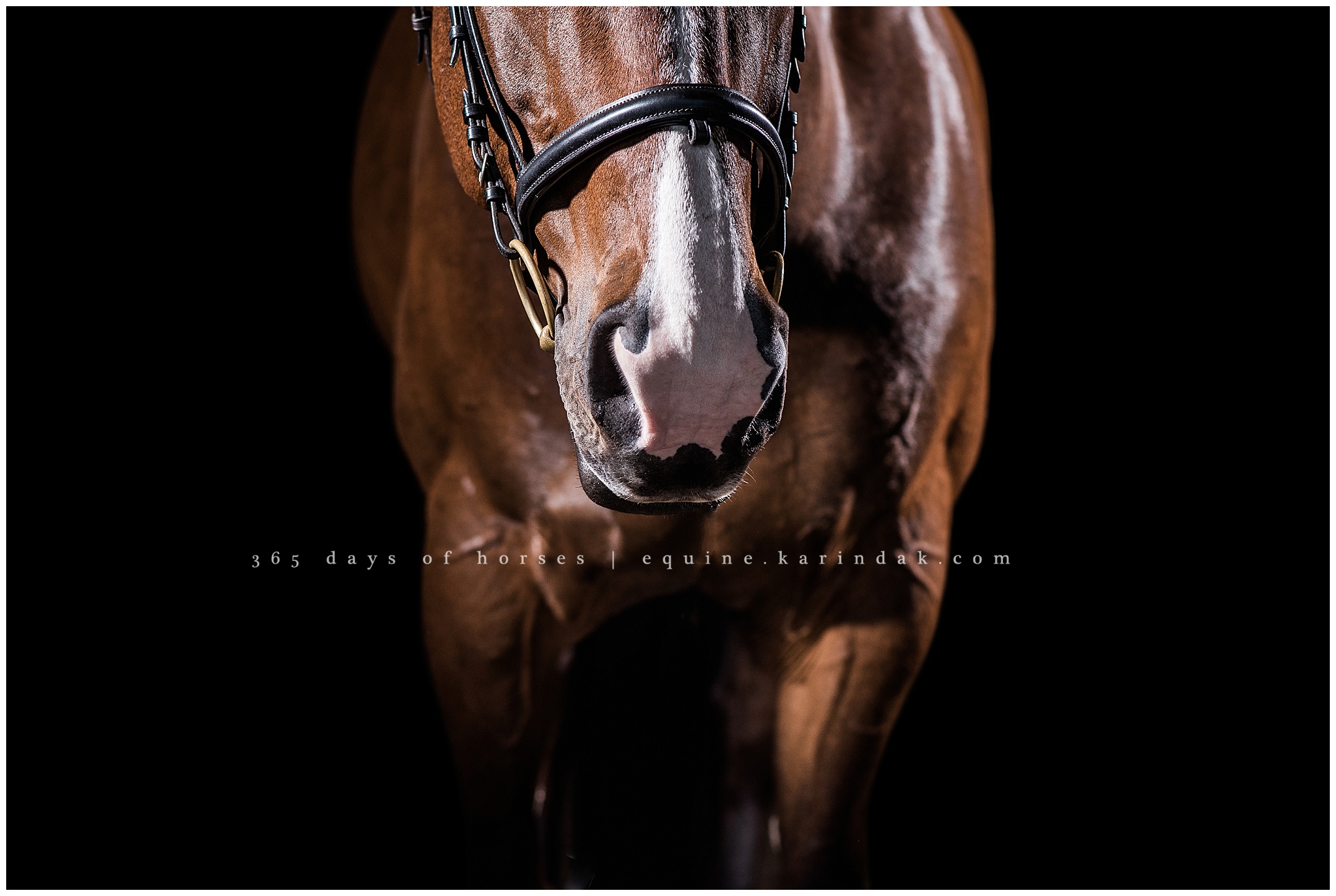 Louisville Kentucky Equine Photographer | Karinda K Texas Equine Photography | equine.test.karindak.com