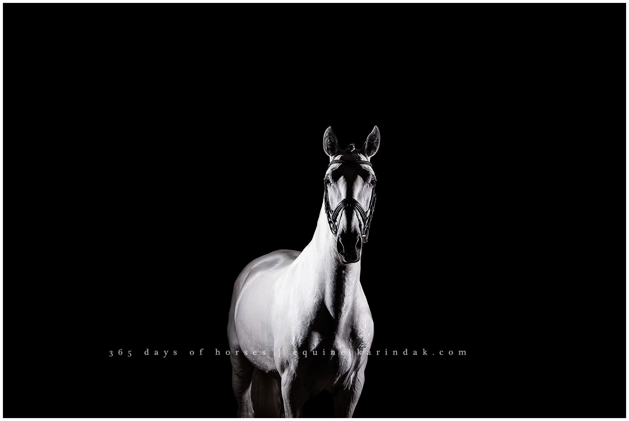 Wellington Florida Equine Photographer | Karinda K Texas Equine Photography | equine.test.karindak.com