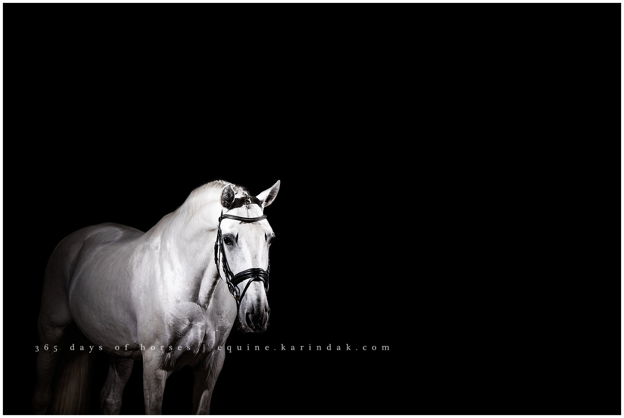 Wellington Florida Equine Photographer | Karinda K Texas Equine Photography | equine.test.karindak.com