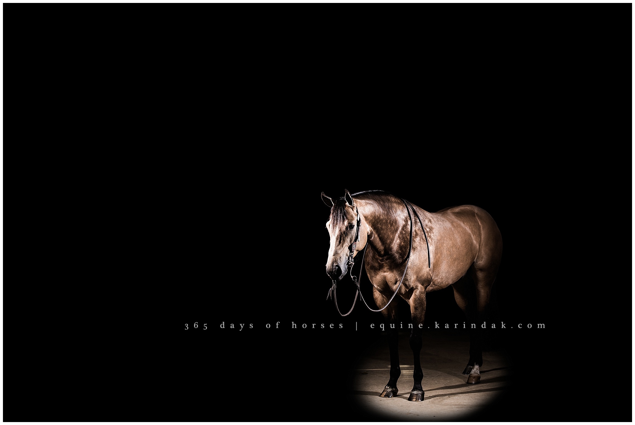 Dallas Equine Photographer | Karinda K Texas Equine Photography | equine.test.karindak.com