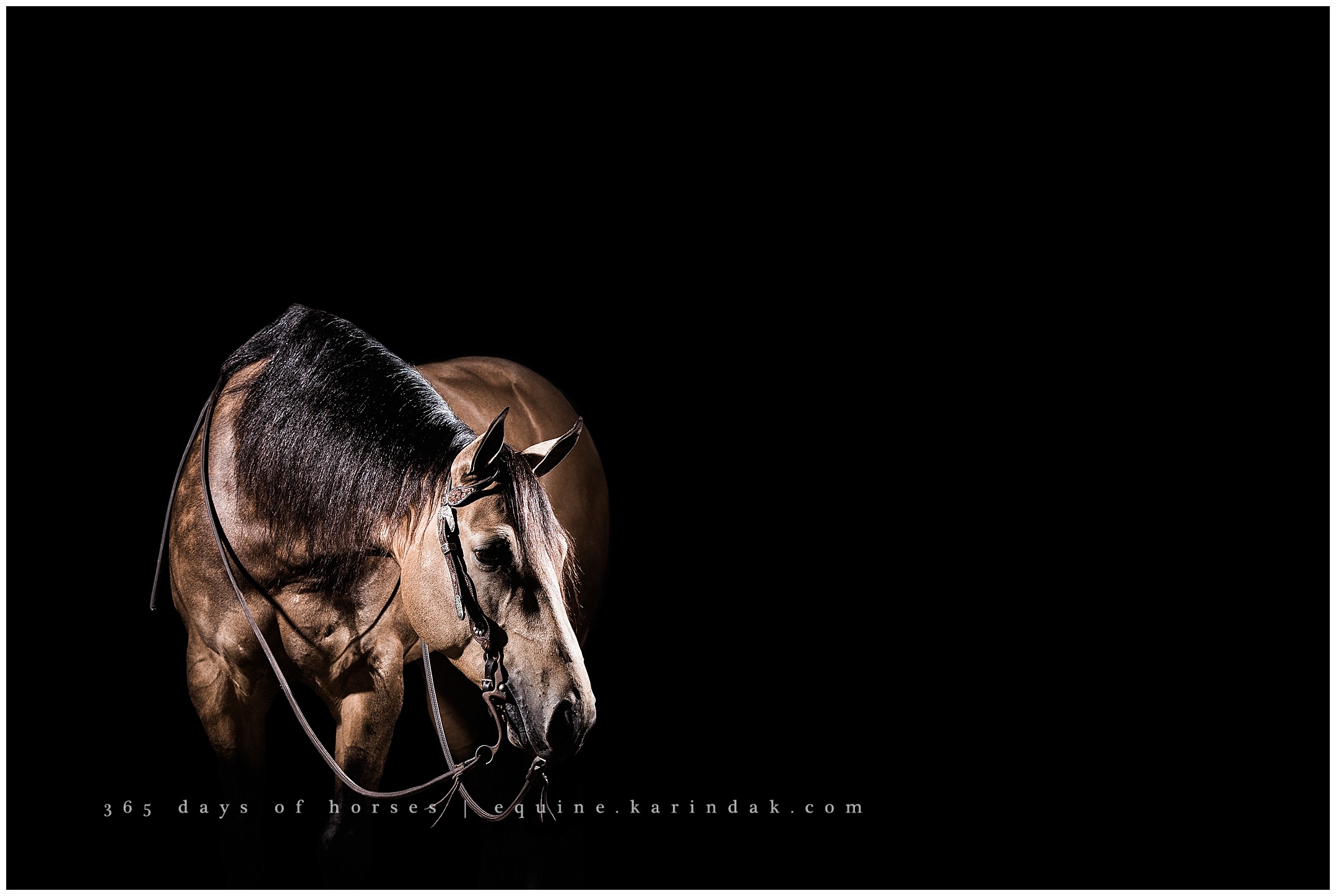 Dallas Equine Photographer | Karinda K Texas Equine Photography | equine.test.karindak.com