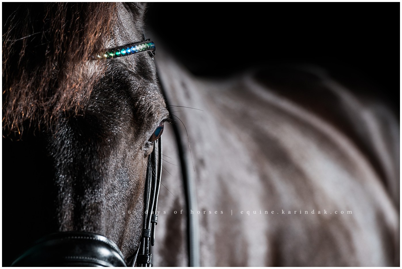 Dallas Equine Photographer | Karinda K Texas Equine Photography | equine.test.karindak.com