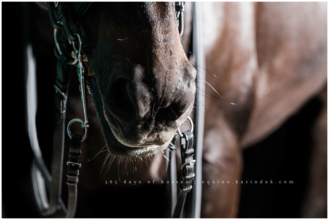 Dallas Equine Photographer | Karinda K Texas Equine Photography | equine.test.karindak.com