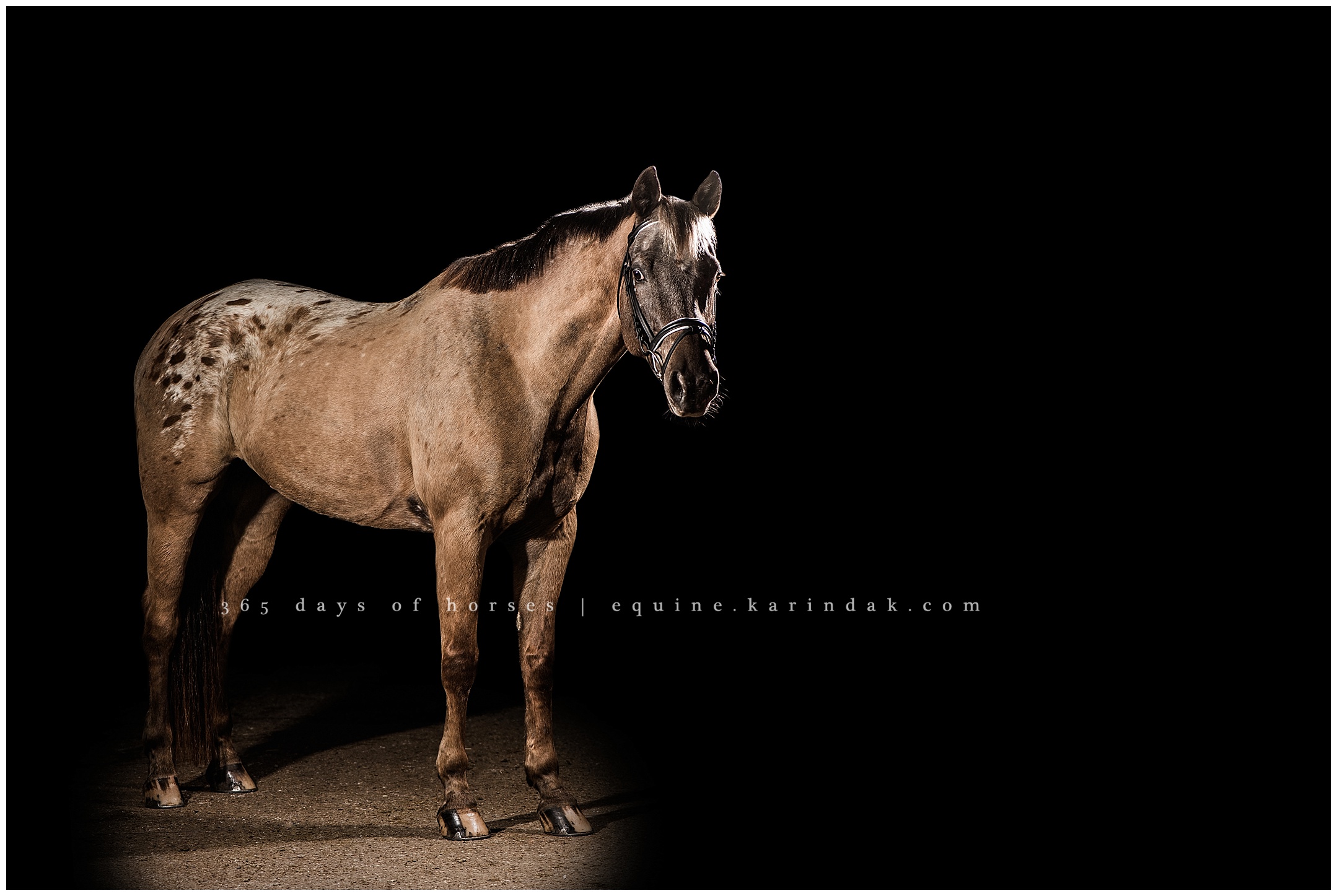 Austin Equine Photographer | Karinda K Texas Equine Photography | equine.test.karindak.com