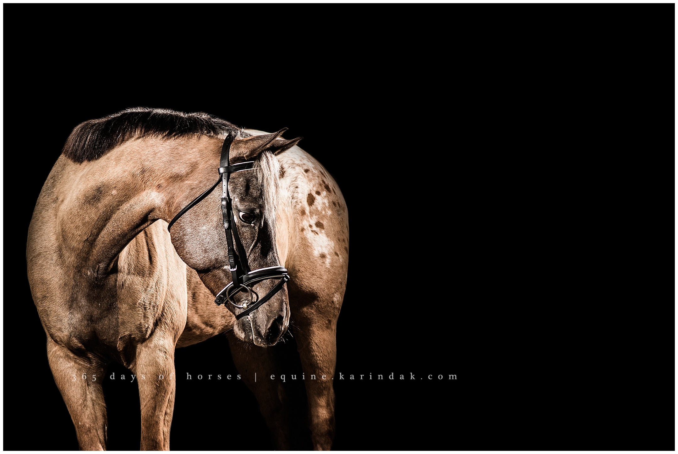 Austin Equine Photographer | Karinda K Texas Equine Photography | equine.test.karindak.com