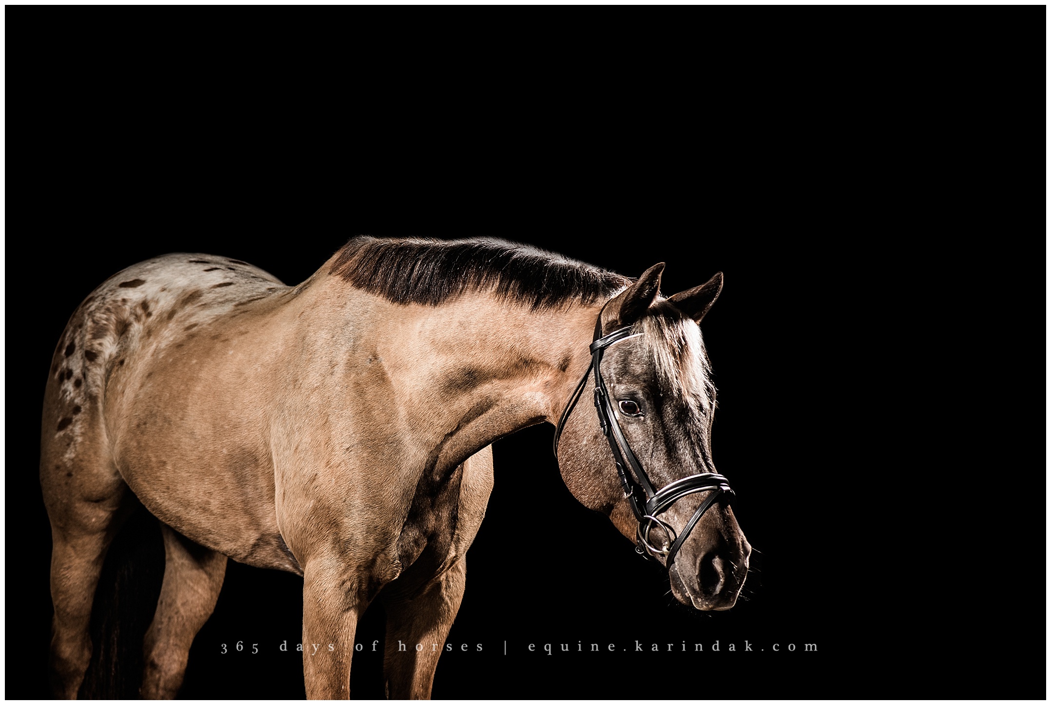 Austin Equine Photographer | Karinda K Texas Equine Photography | equine.test.karindak.com