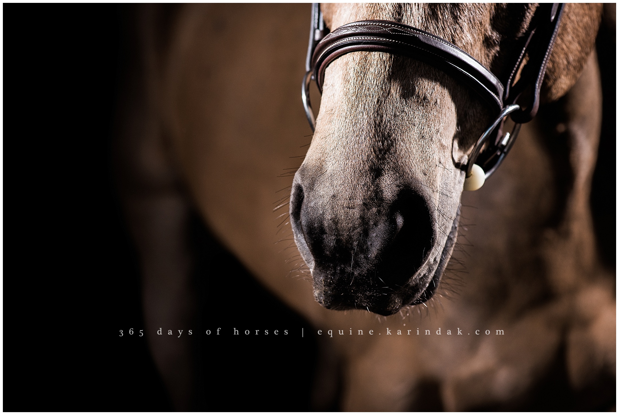 Springfield Missouri Equine Photography 